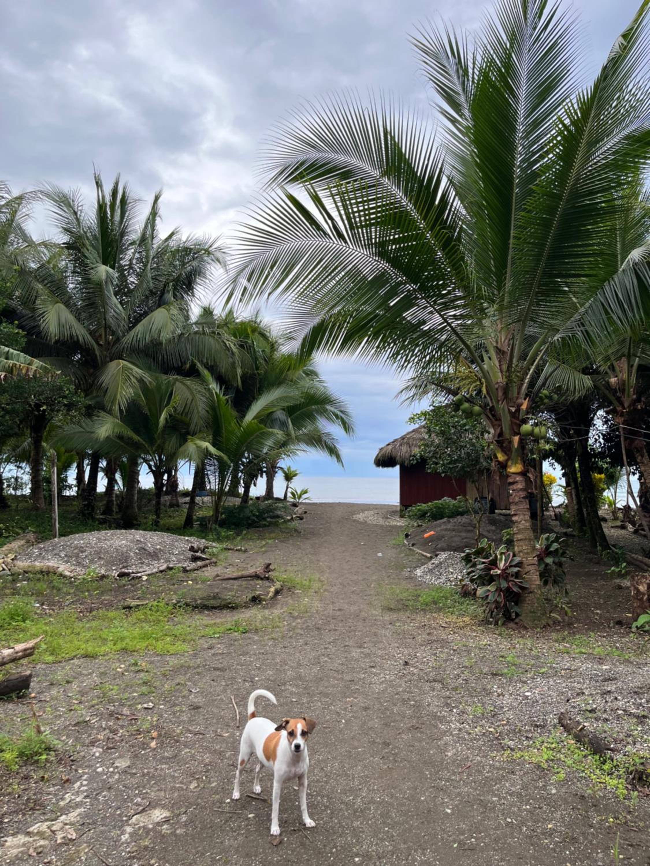 Perla del cabo
