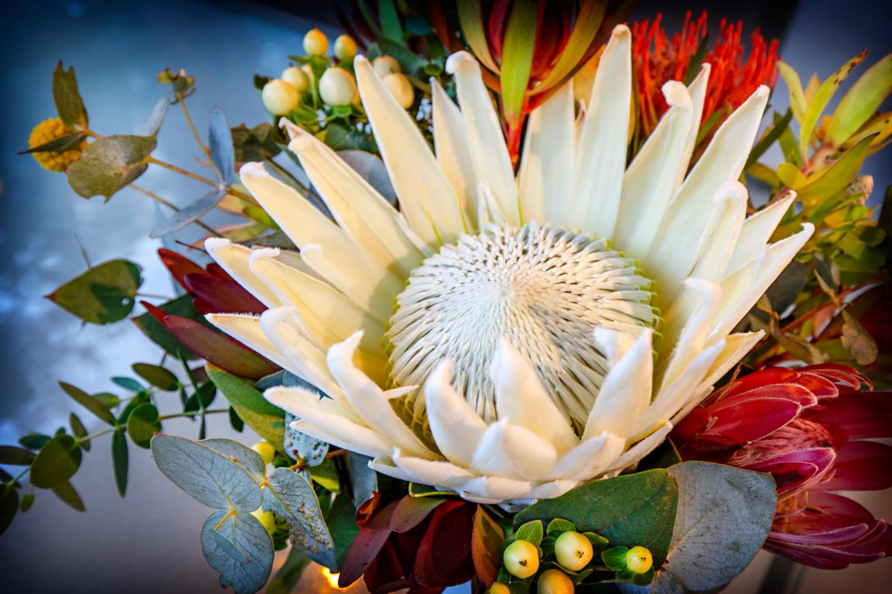 Airlie Beach Eco Cabins - Adults Only