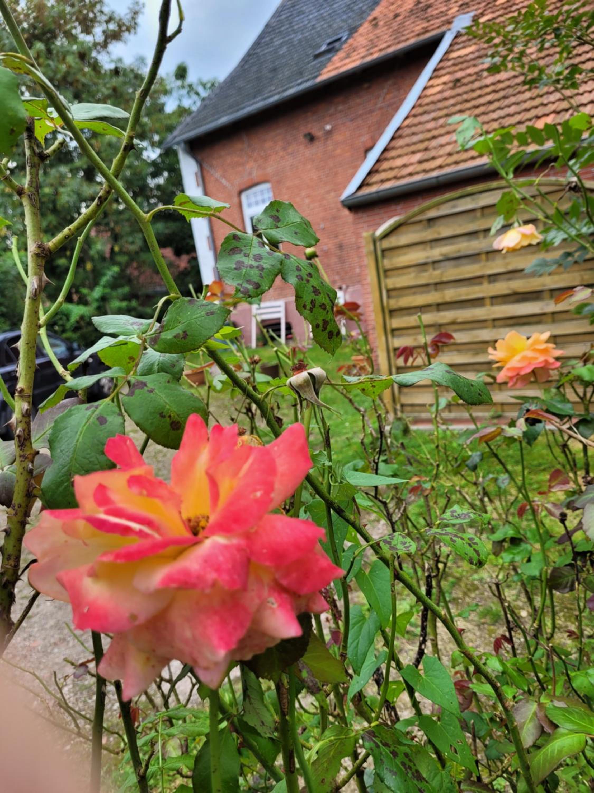 Gulfhof Anelis