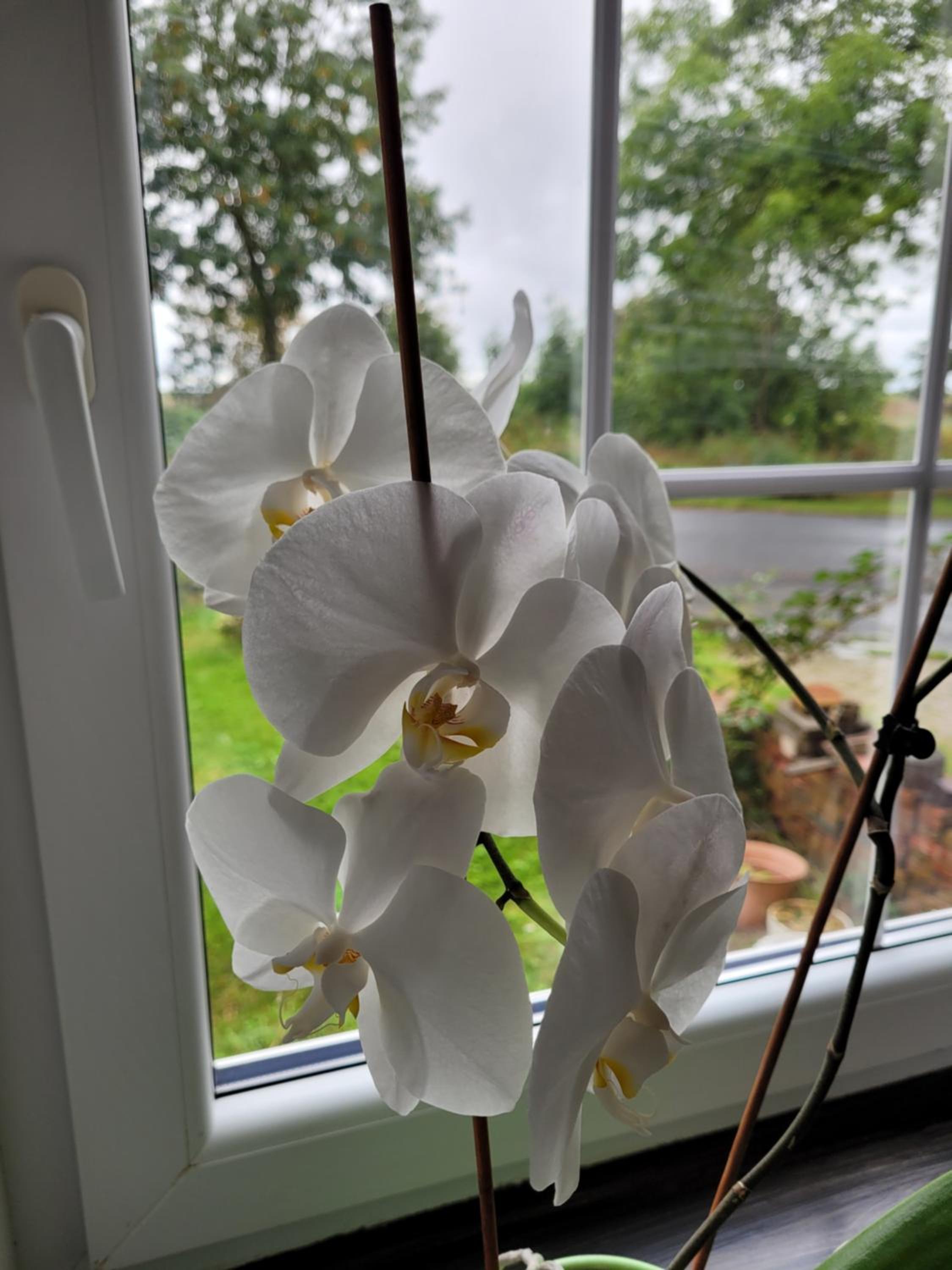 Gulfhof Anelis