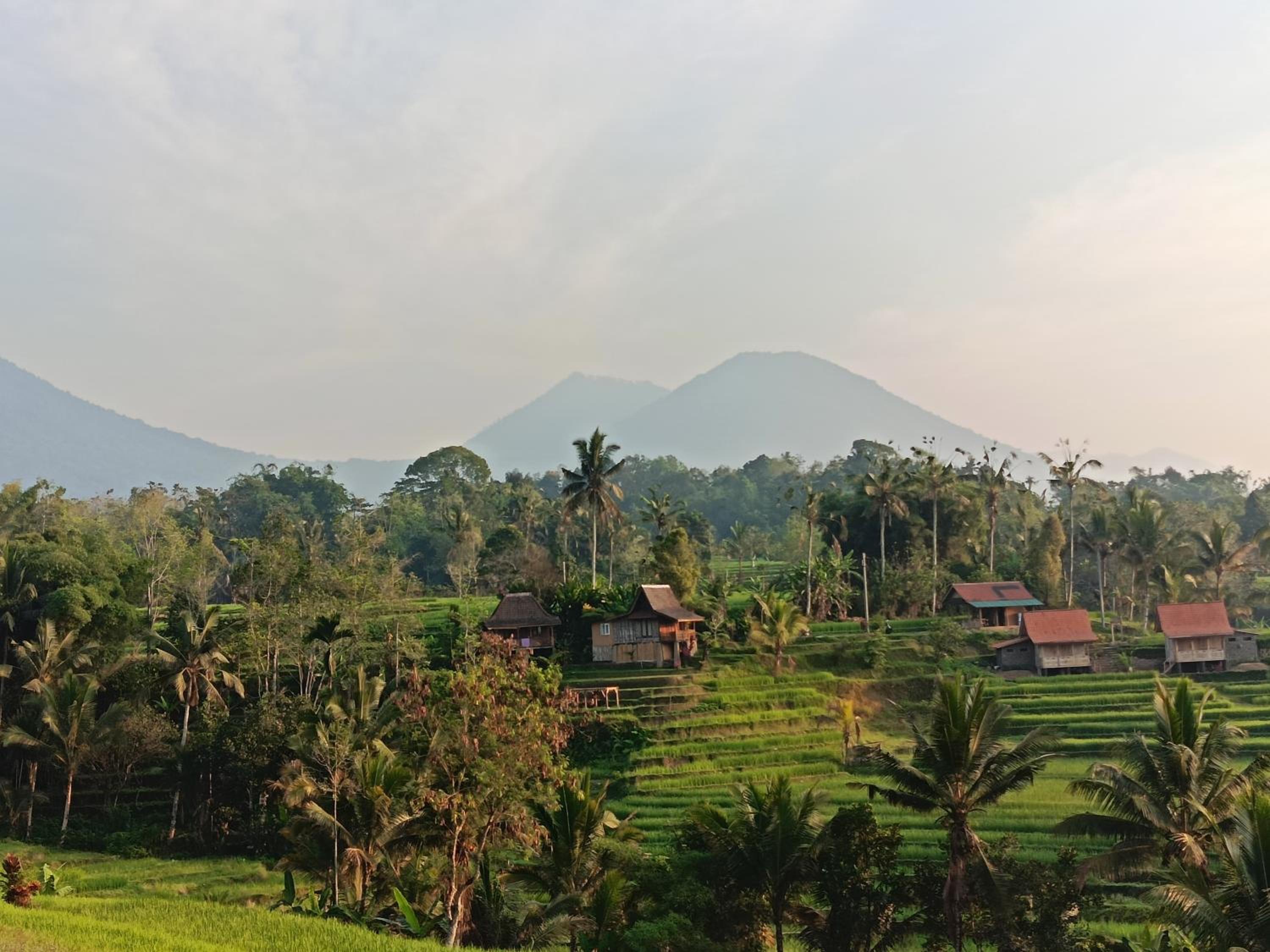 D'Ume Bendoel Homestay view 5