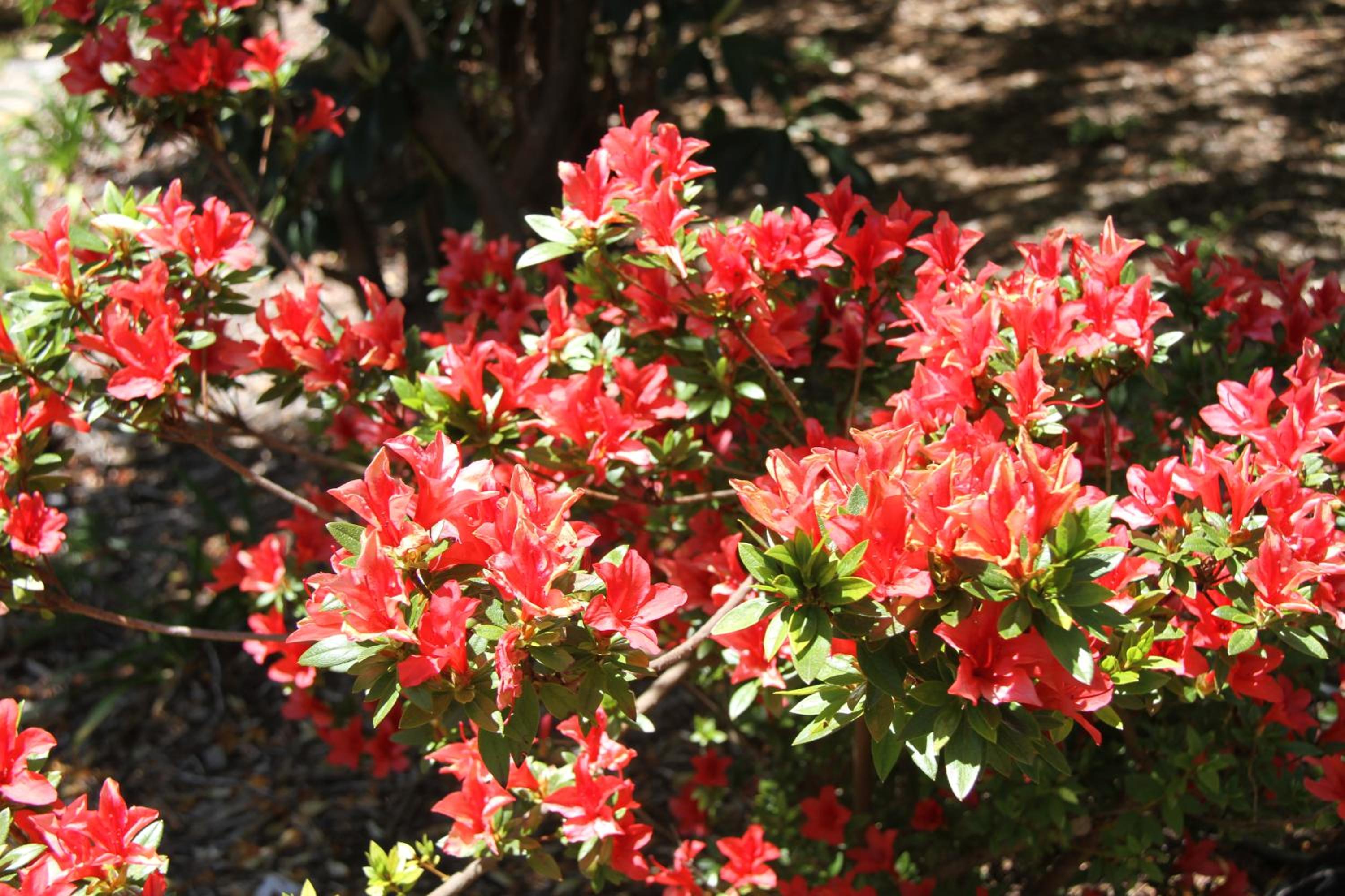 Azalea Cottage, Leura NSW Australia