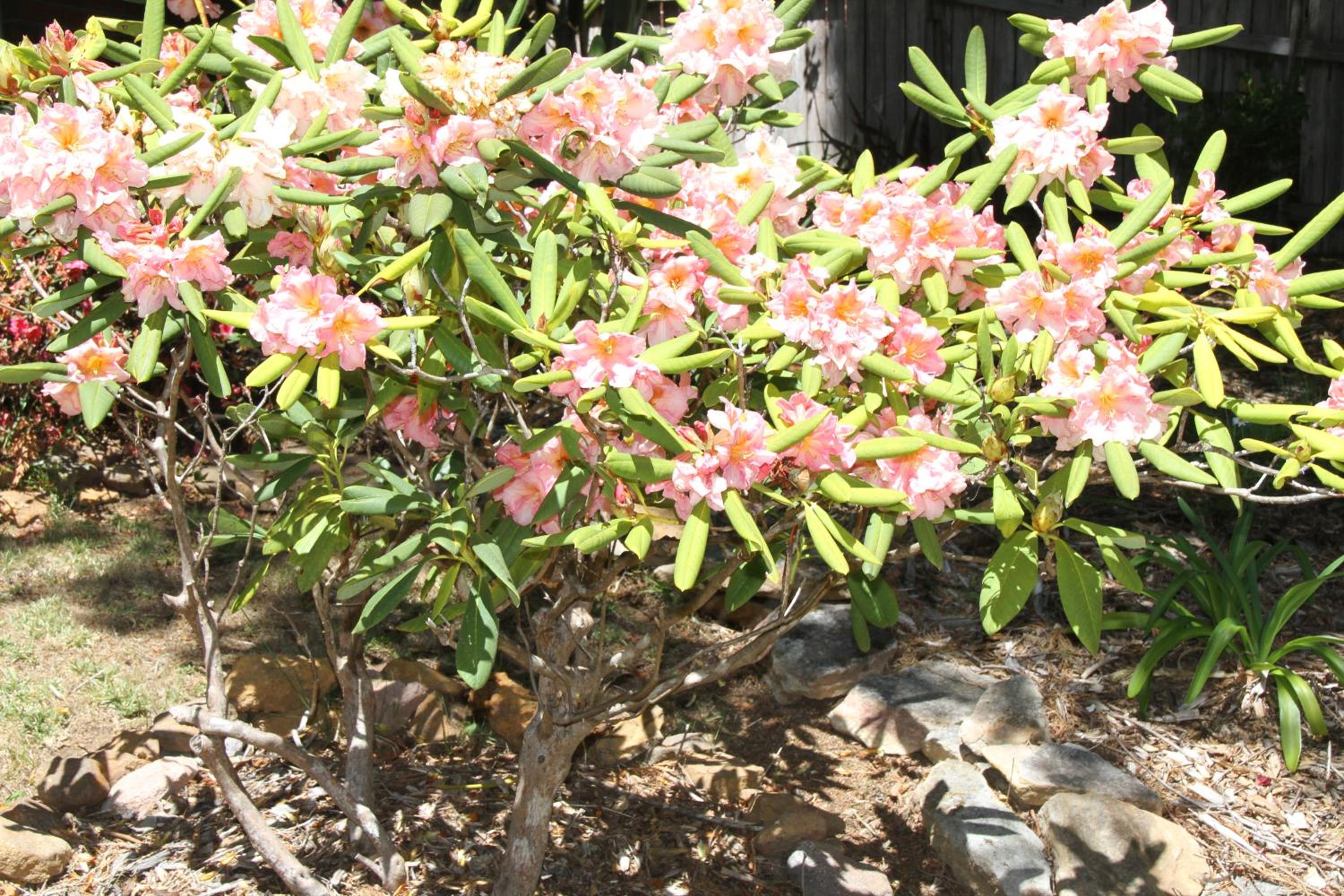 Azalea Cottage, Leura NSW Australia