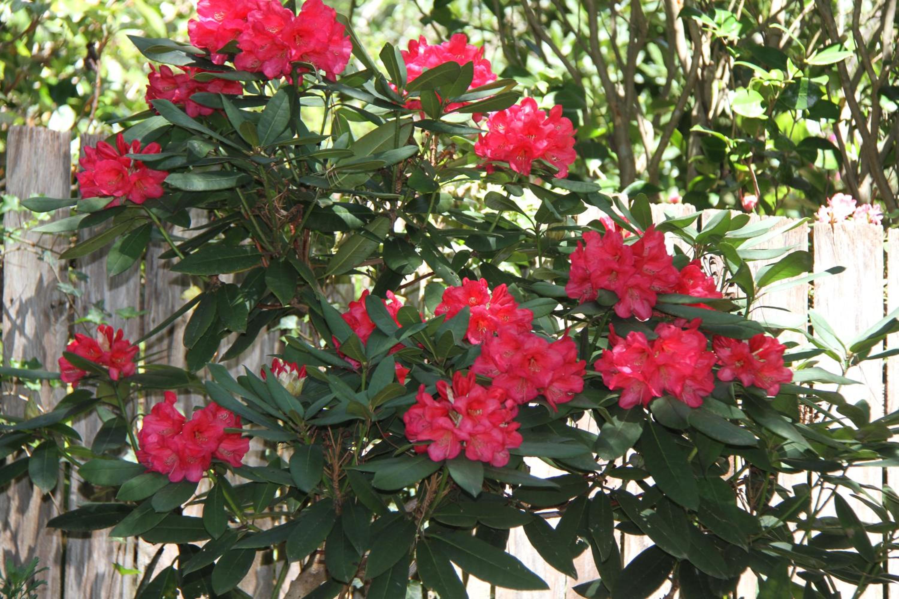 Azalea Cottage, Leura NSW Australia