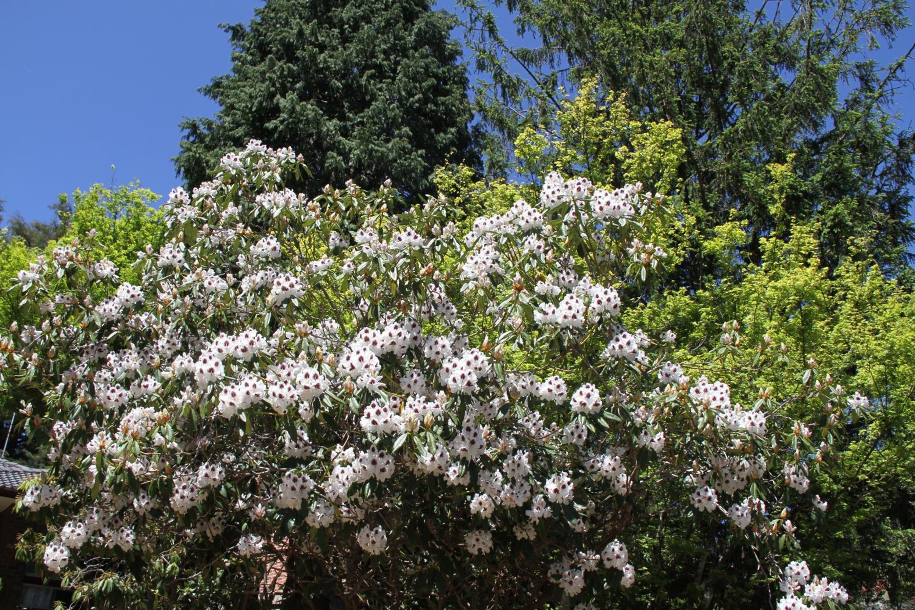Azalea Cottage, Leura NSW Australia