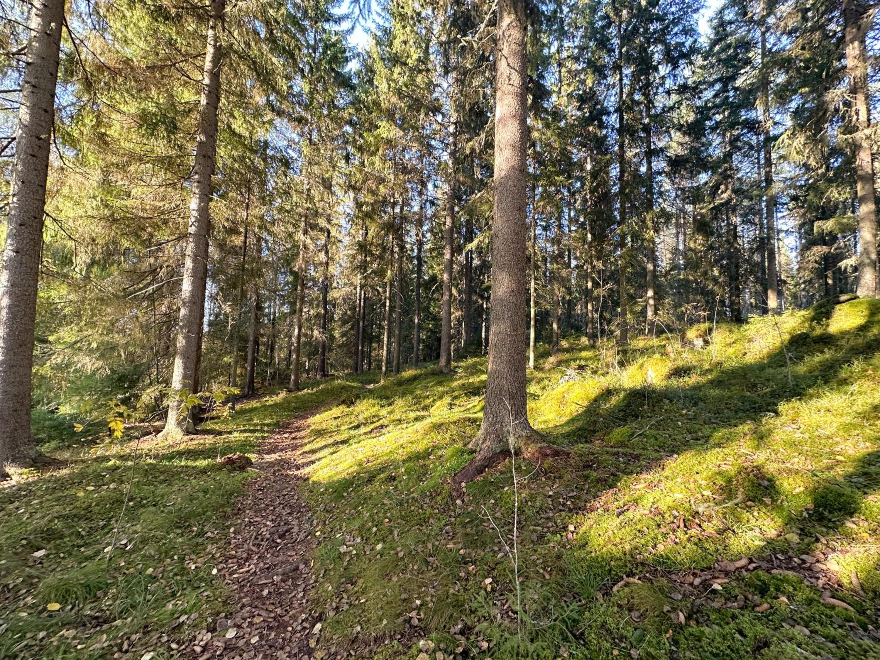 Sapelin airbnb, Parkano