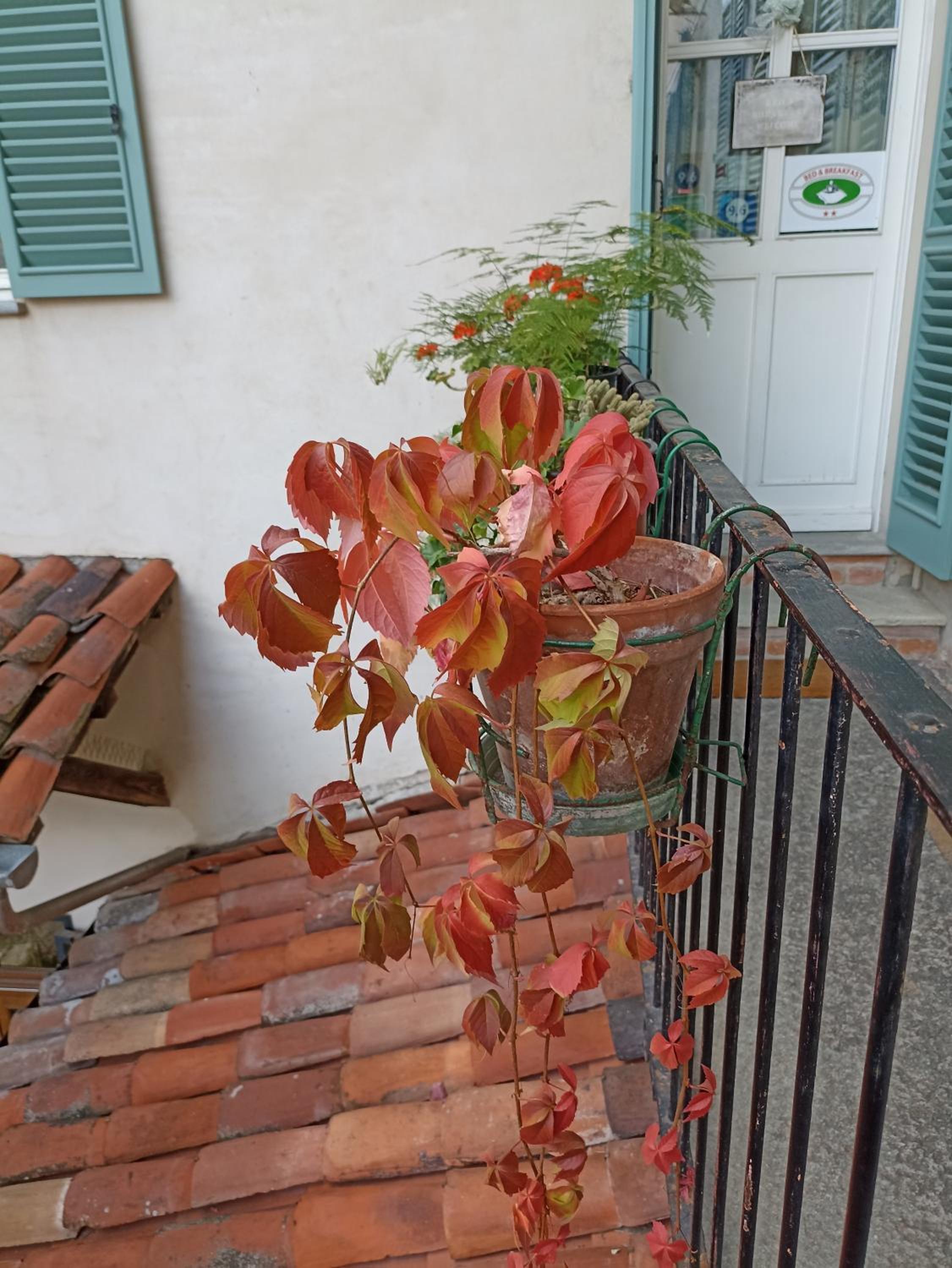 Antica Magnolia