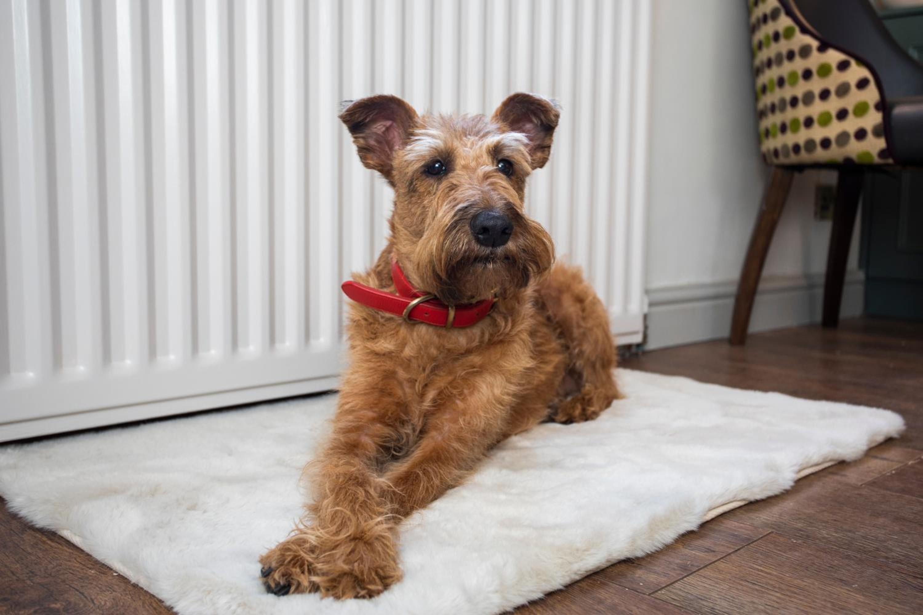 Luxe Stratford Townhouse I free parking I sleeps 4 I 2 bathrooms I Walk to RSC Town centre I Dog friendly view 5