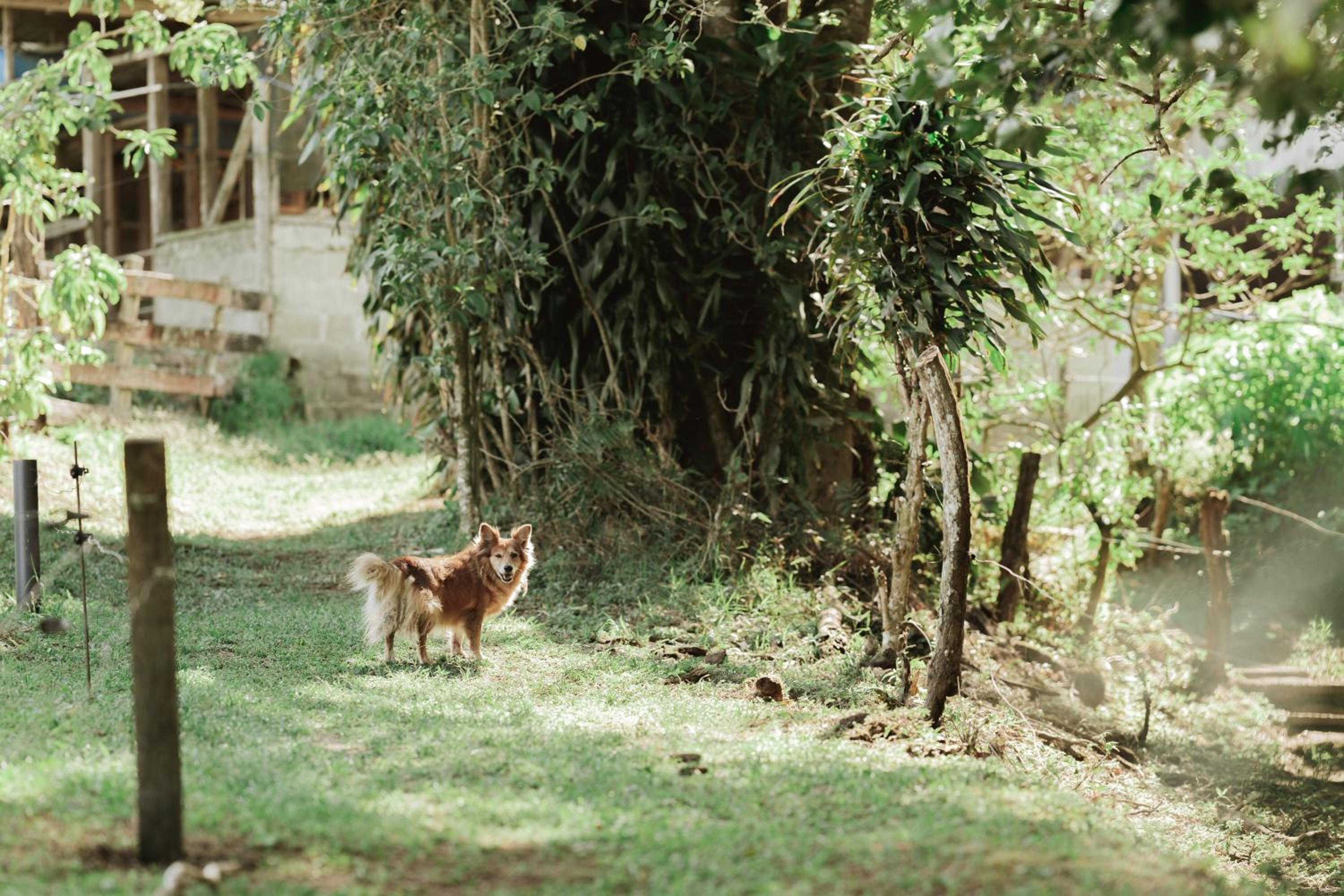 Finca Paraíso Monteverde Oceanview Farm Cabin