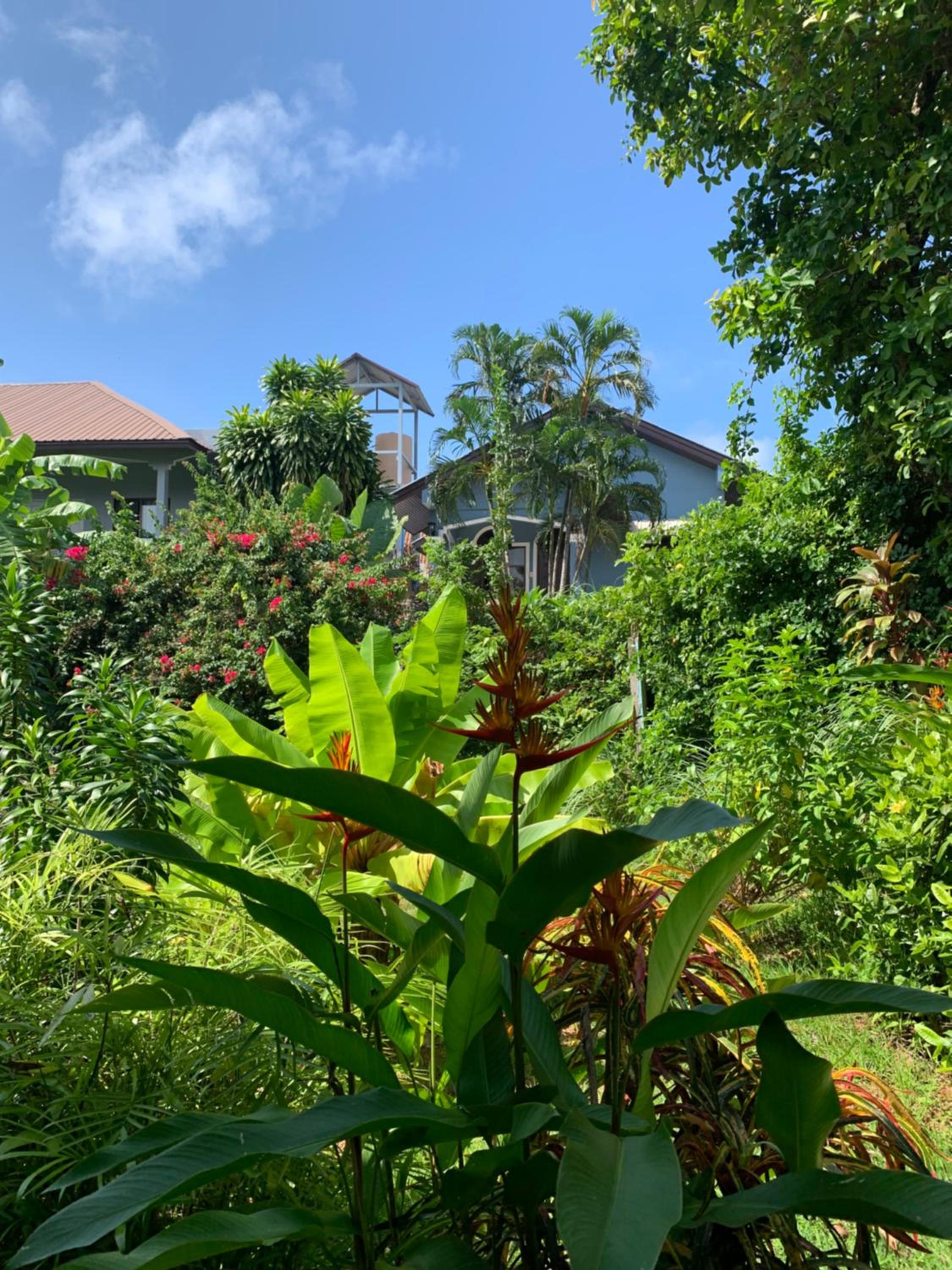 garden
