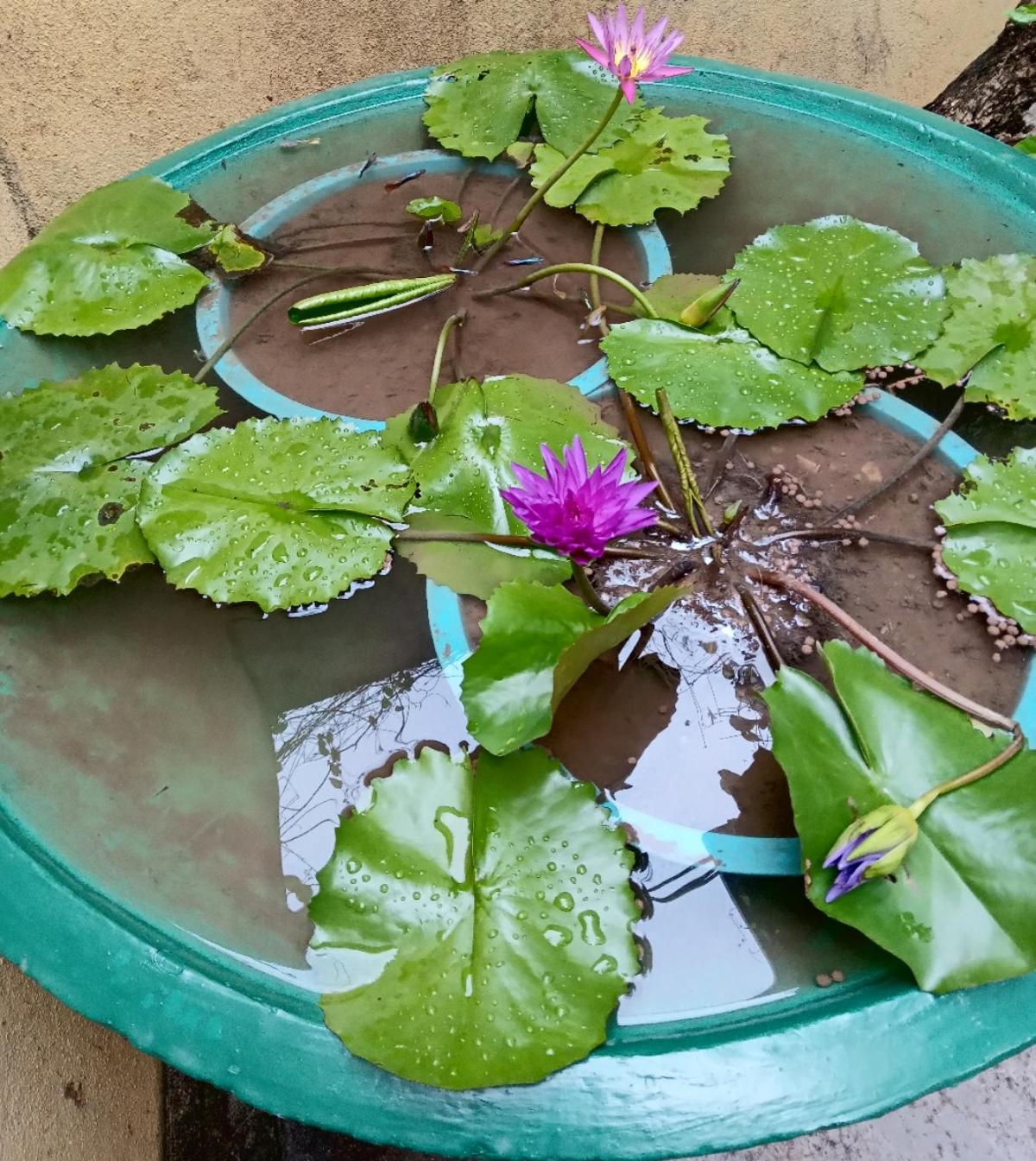 Nirwana Resort