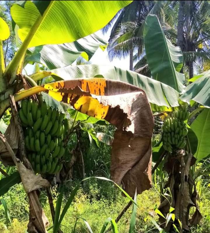 Nirwana Resort