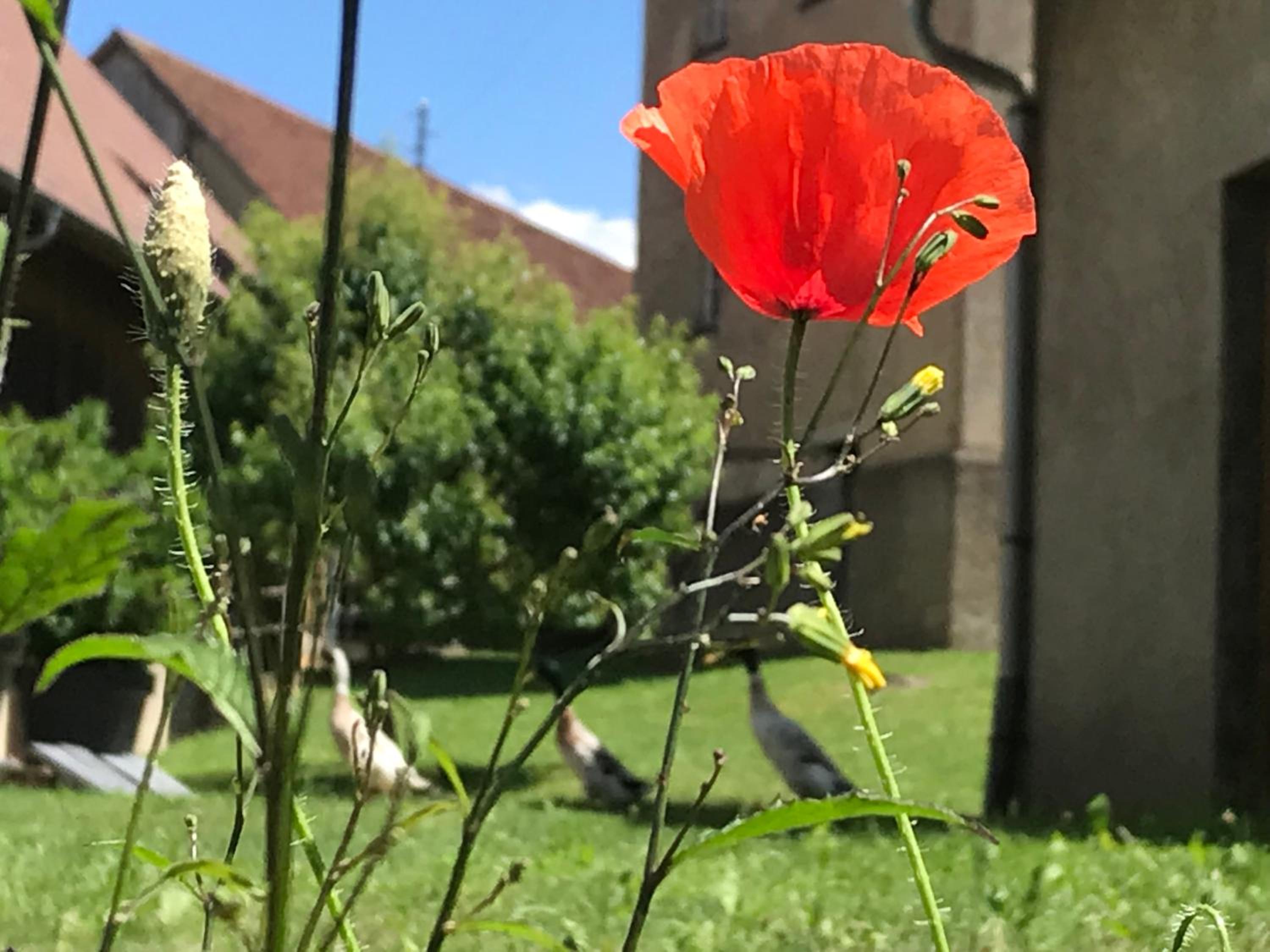 Schloss Hürbel Storchennest-Appartement - Luxury Apartment THE Stork Nest