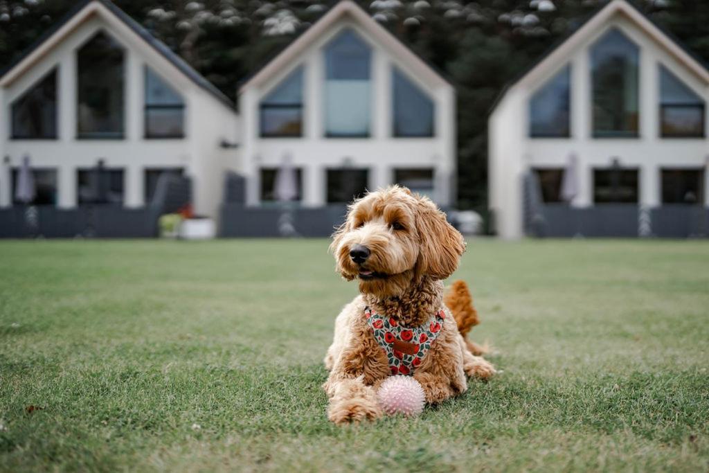 Domy Morskie Dog Friendly