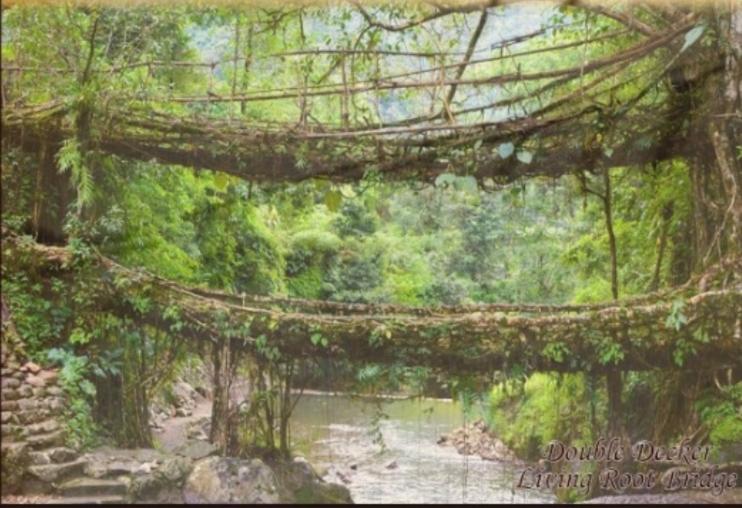 Living Roots Lodge
