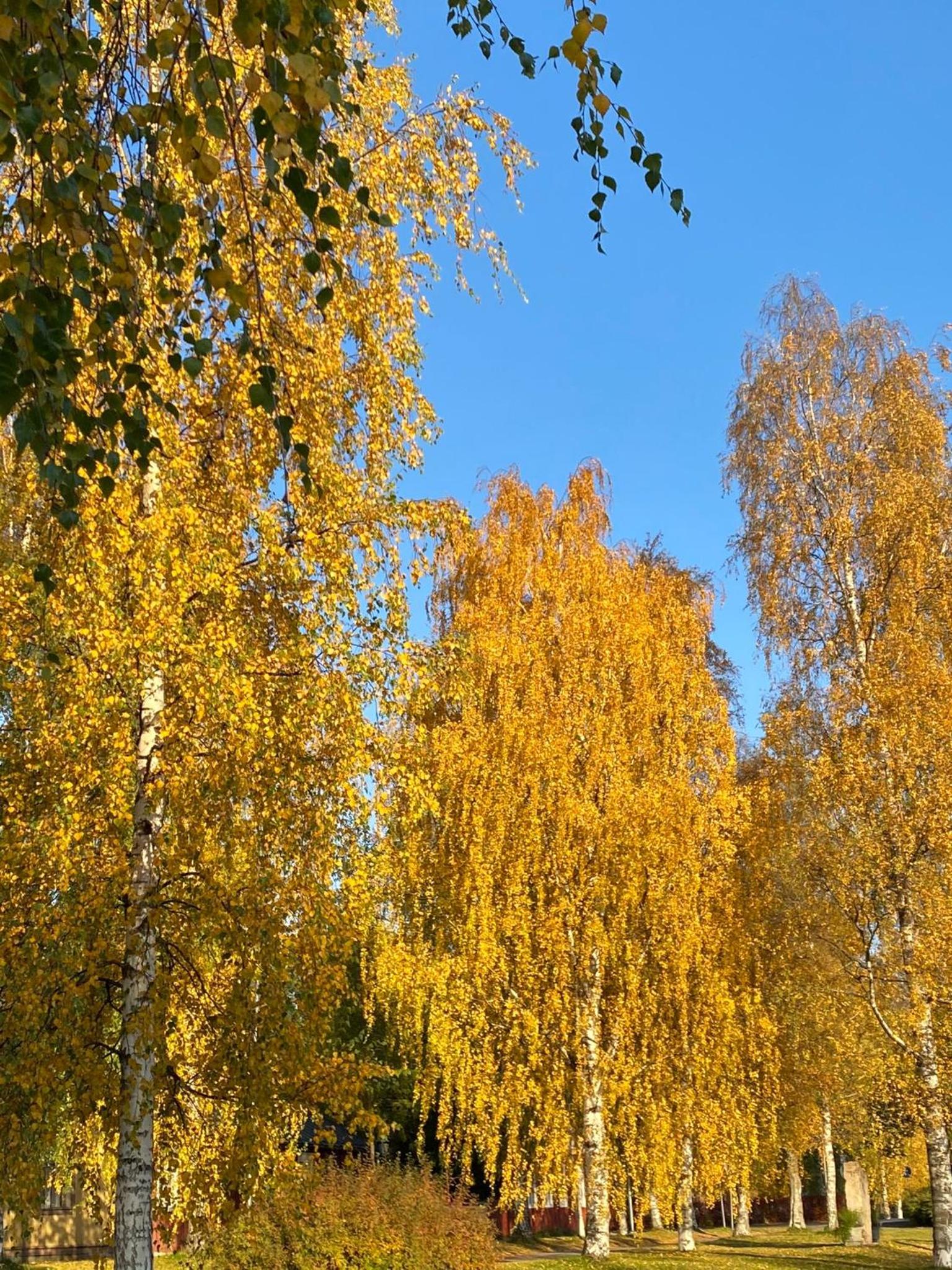 Photo 45