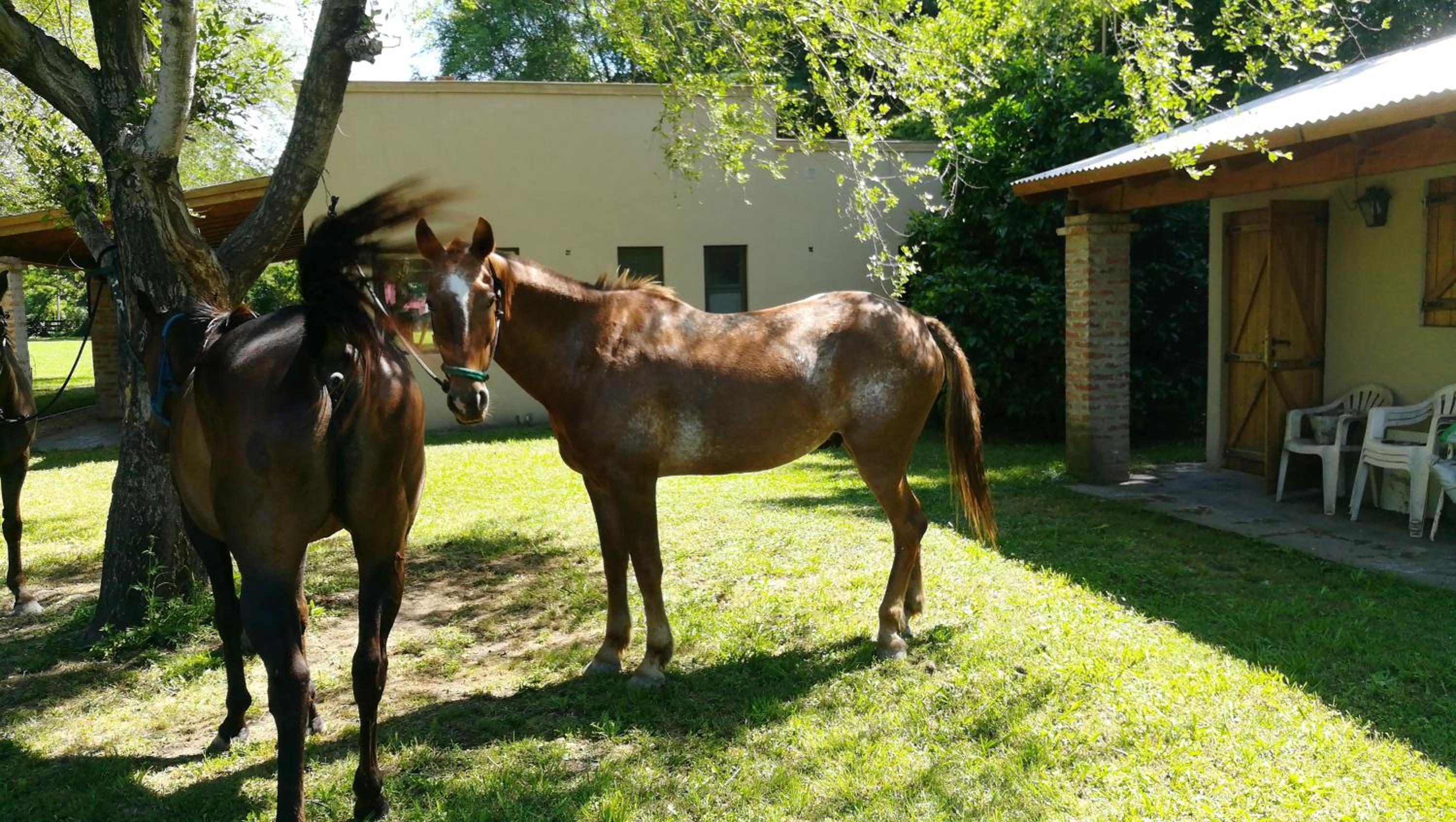 La Posada Lobos