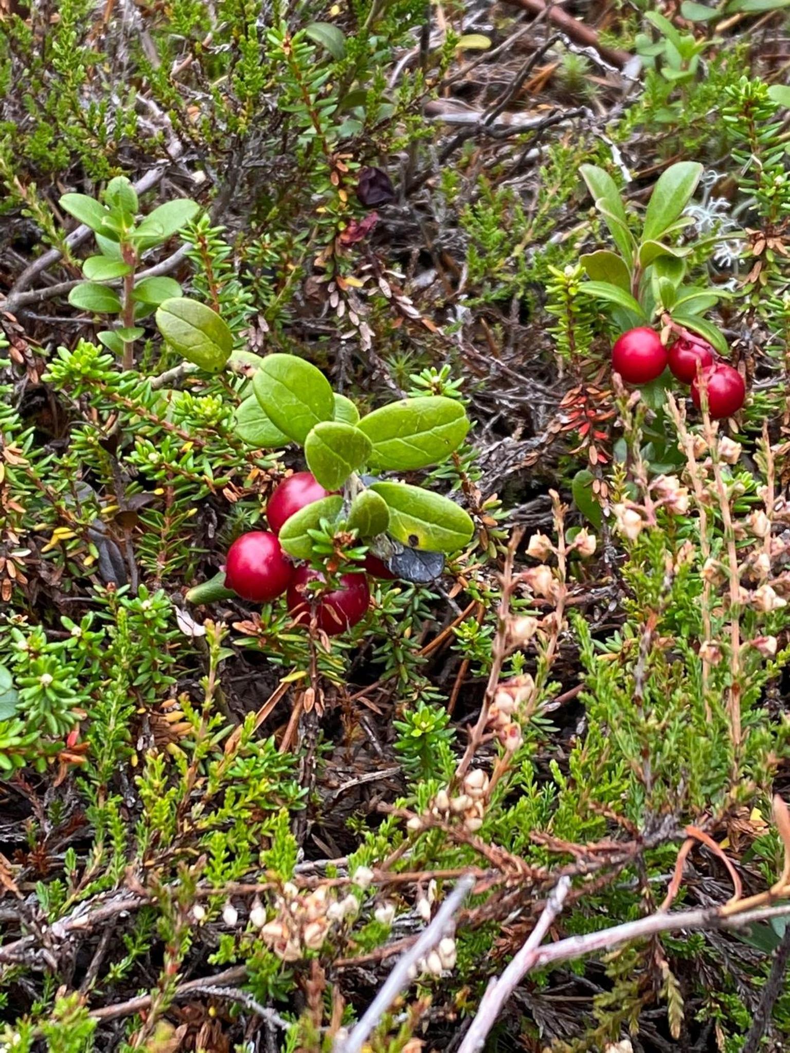 Photo 43
