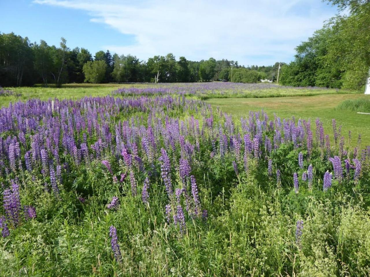 Sugar Maple Farm near Acadia - 5 Bedrooms, 5 Beds with FirePit and Large Deck view 2
