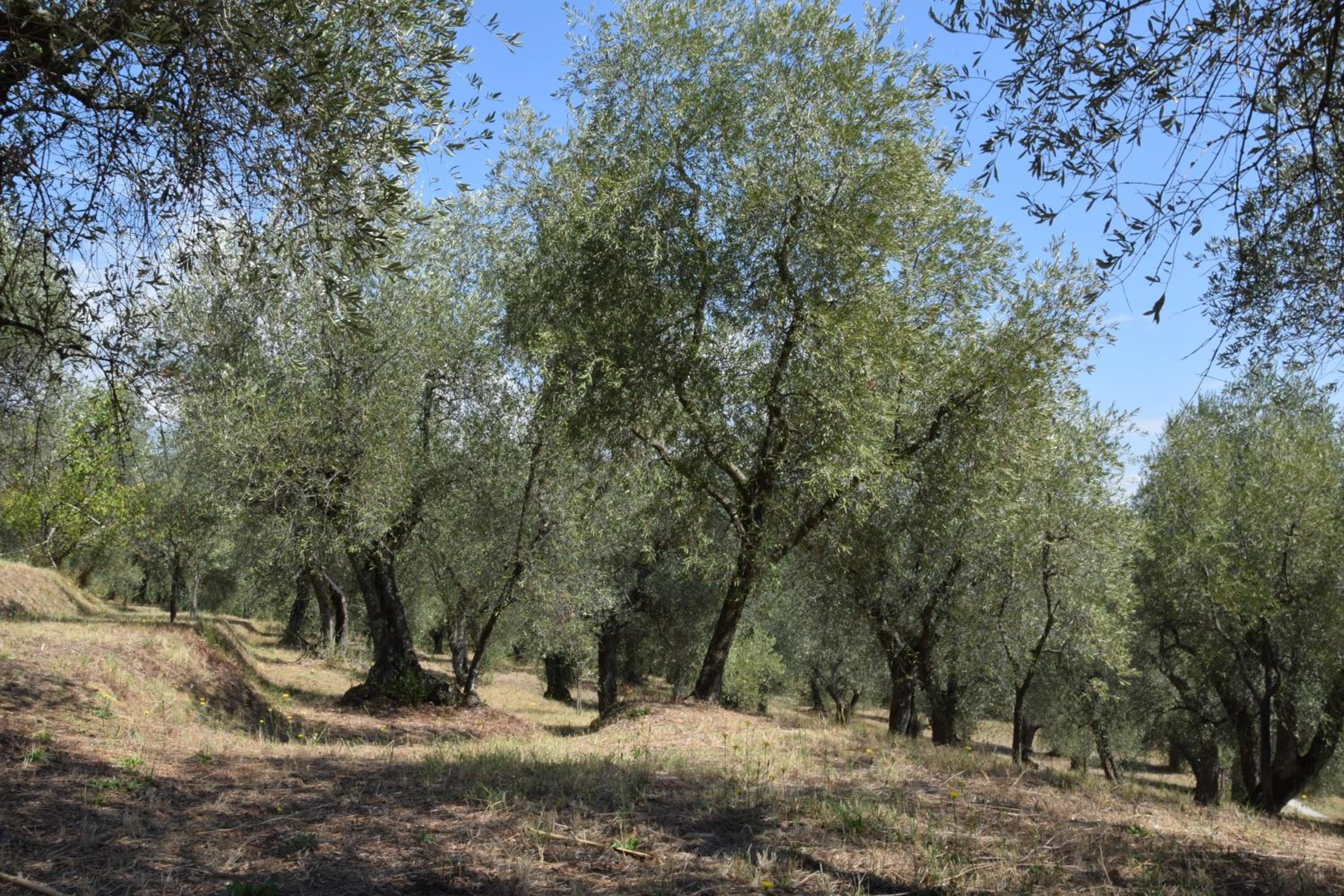 Da Poldino