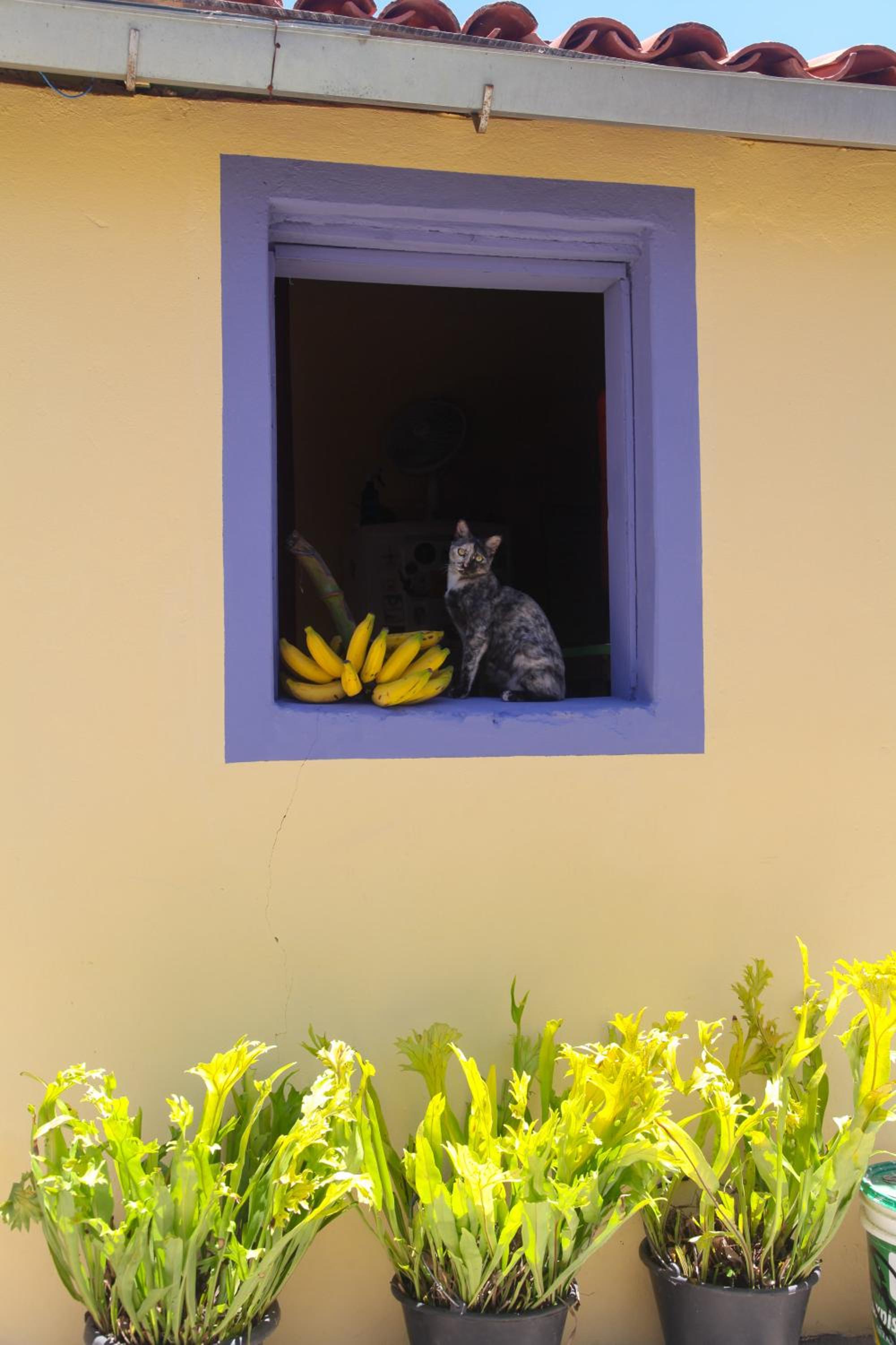 Calango Hostel