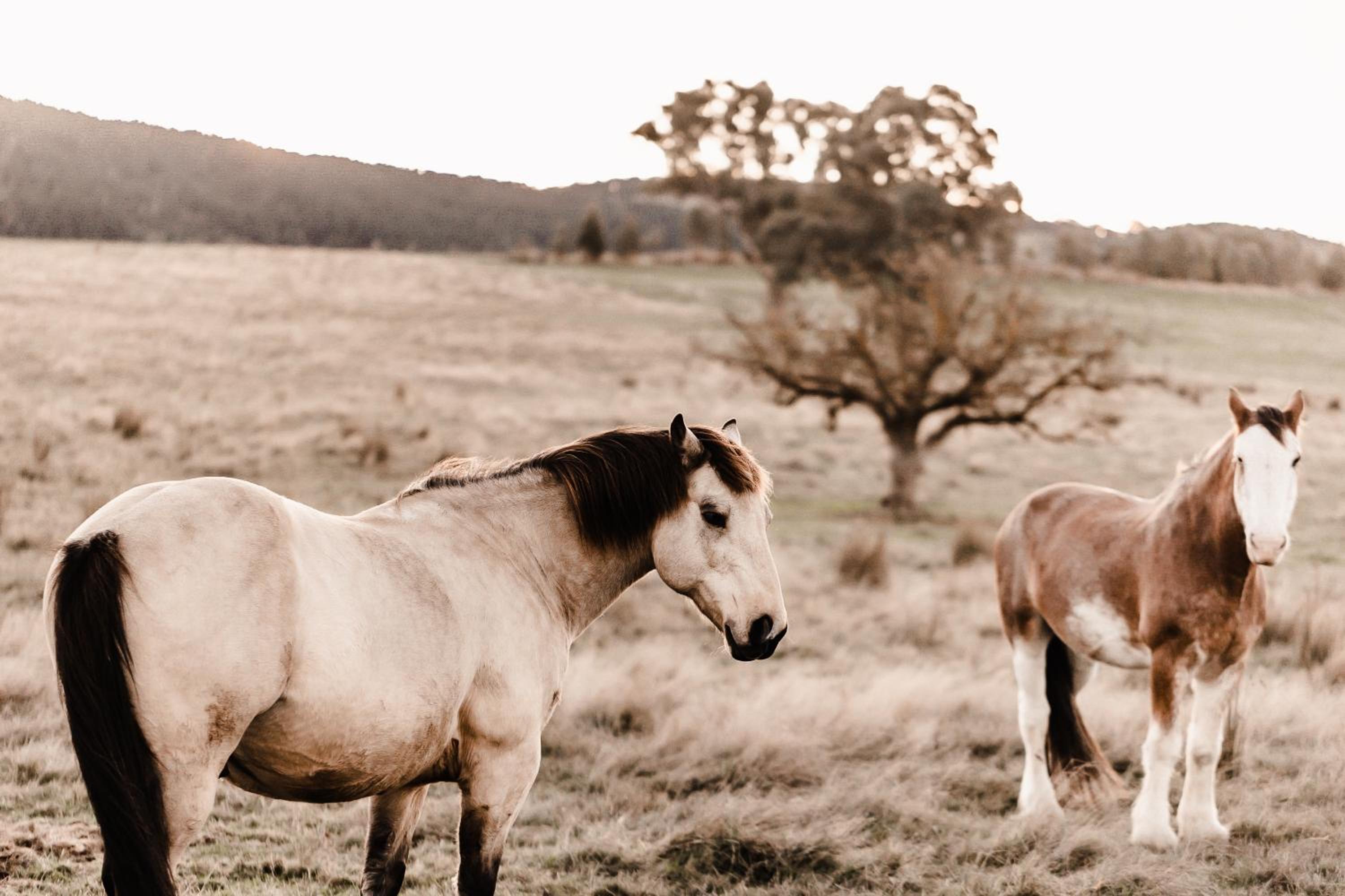 Stirling Homestead Farmstay Cottages Mansfield