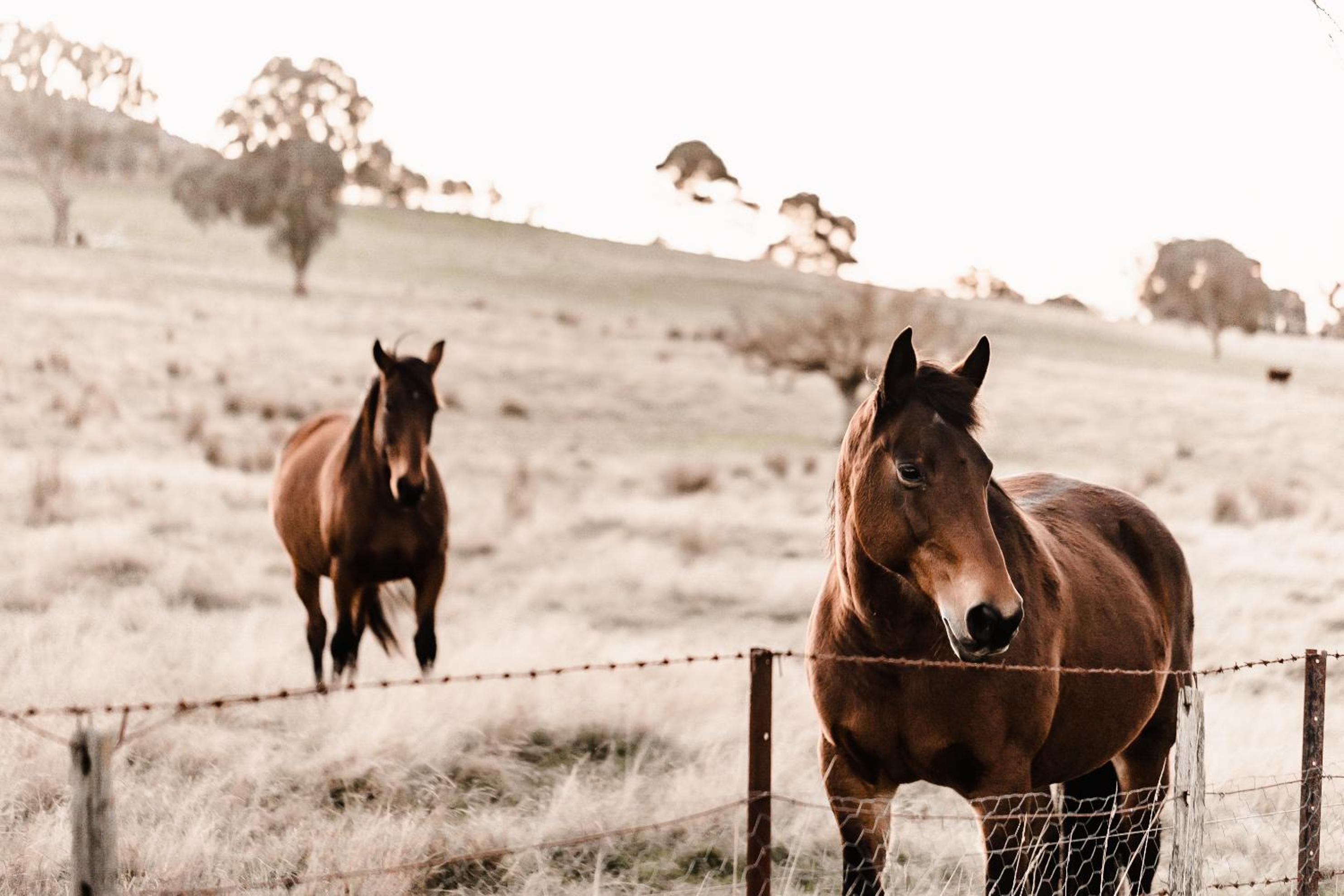 Stirling Homestead Farmstay Cottages Mansfield