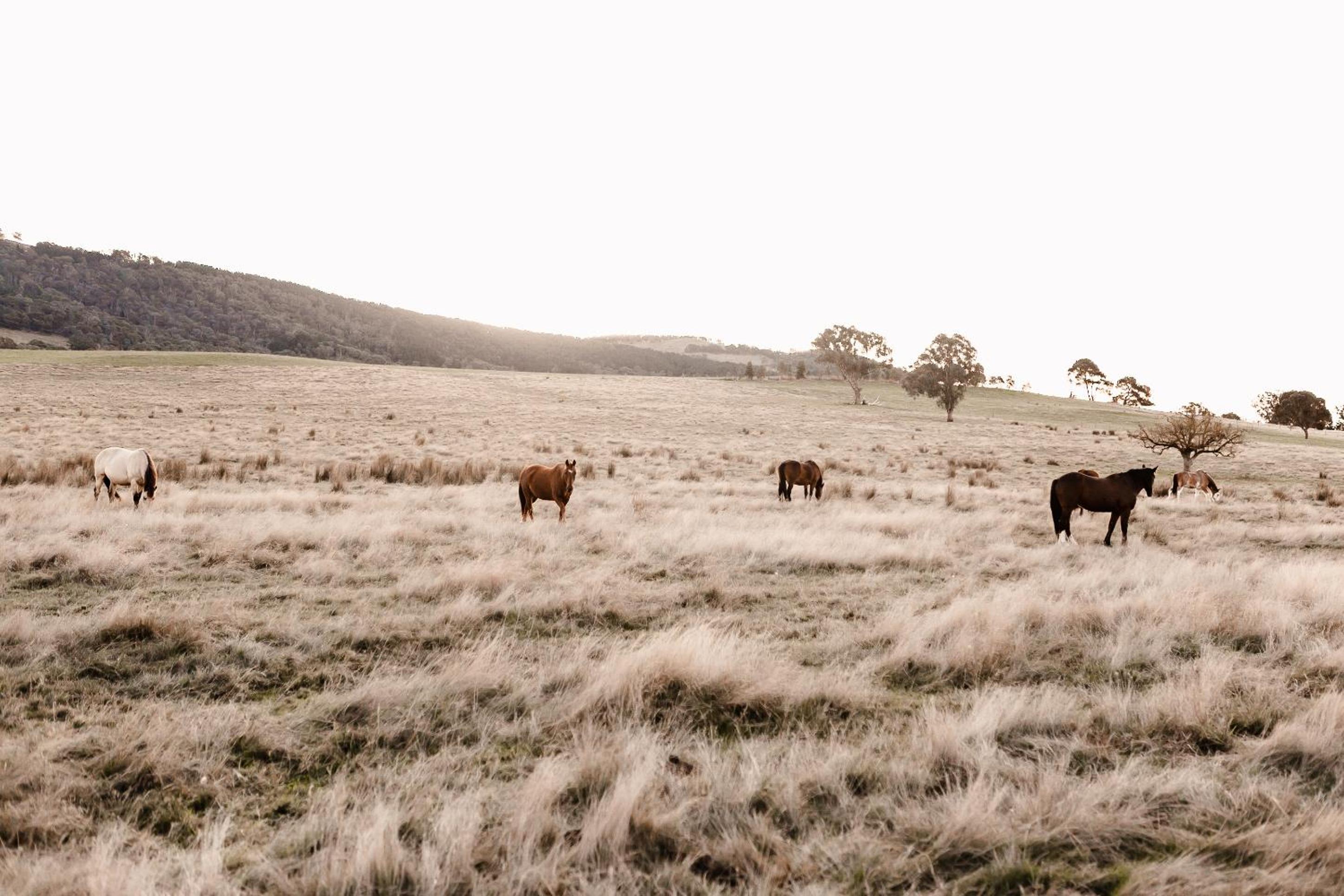 Stirling Homestead Farmstay Cottages Mansfield