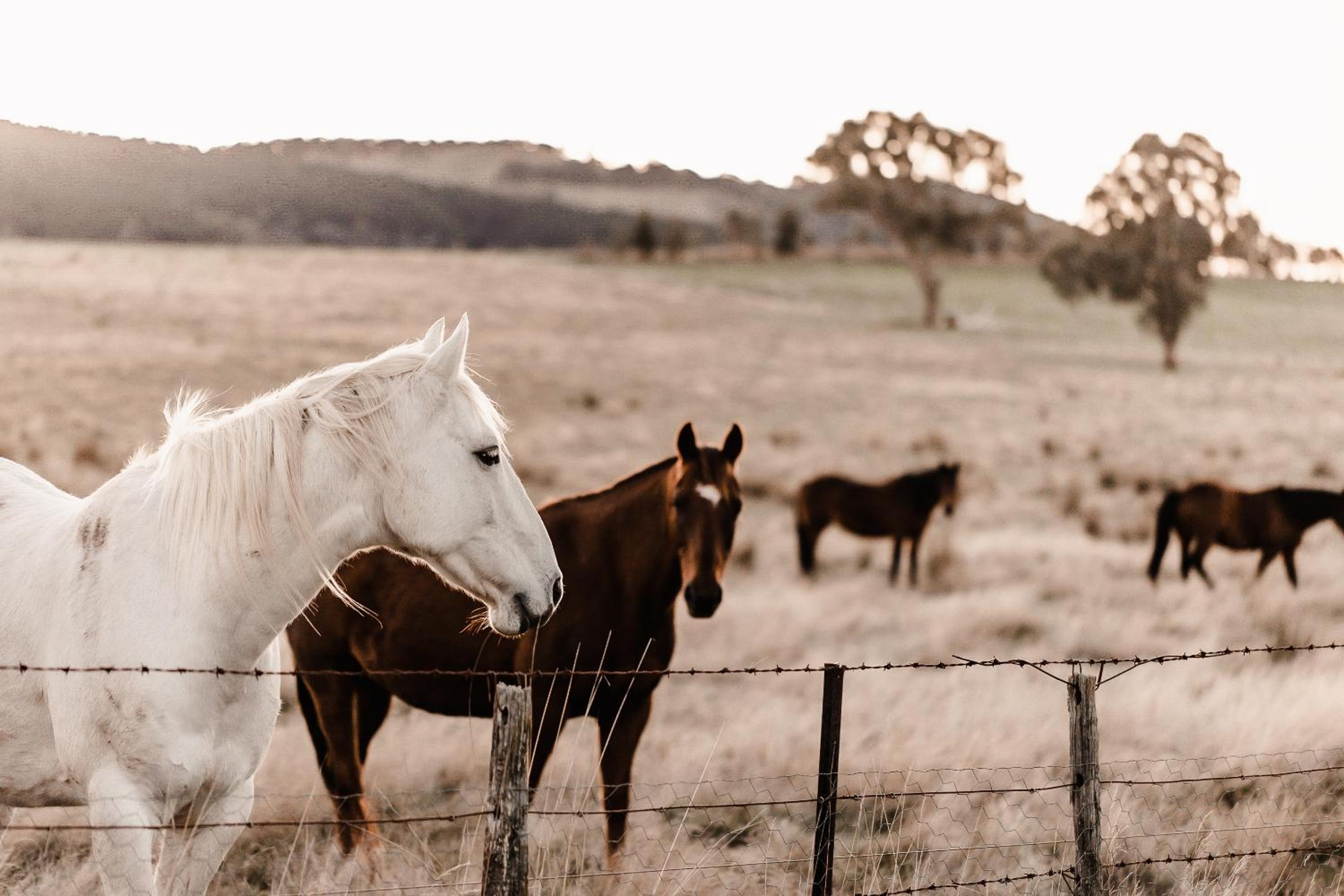 Stirling Homestead Farmstay Cottages Mansfield