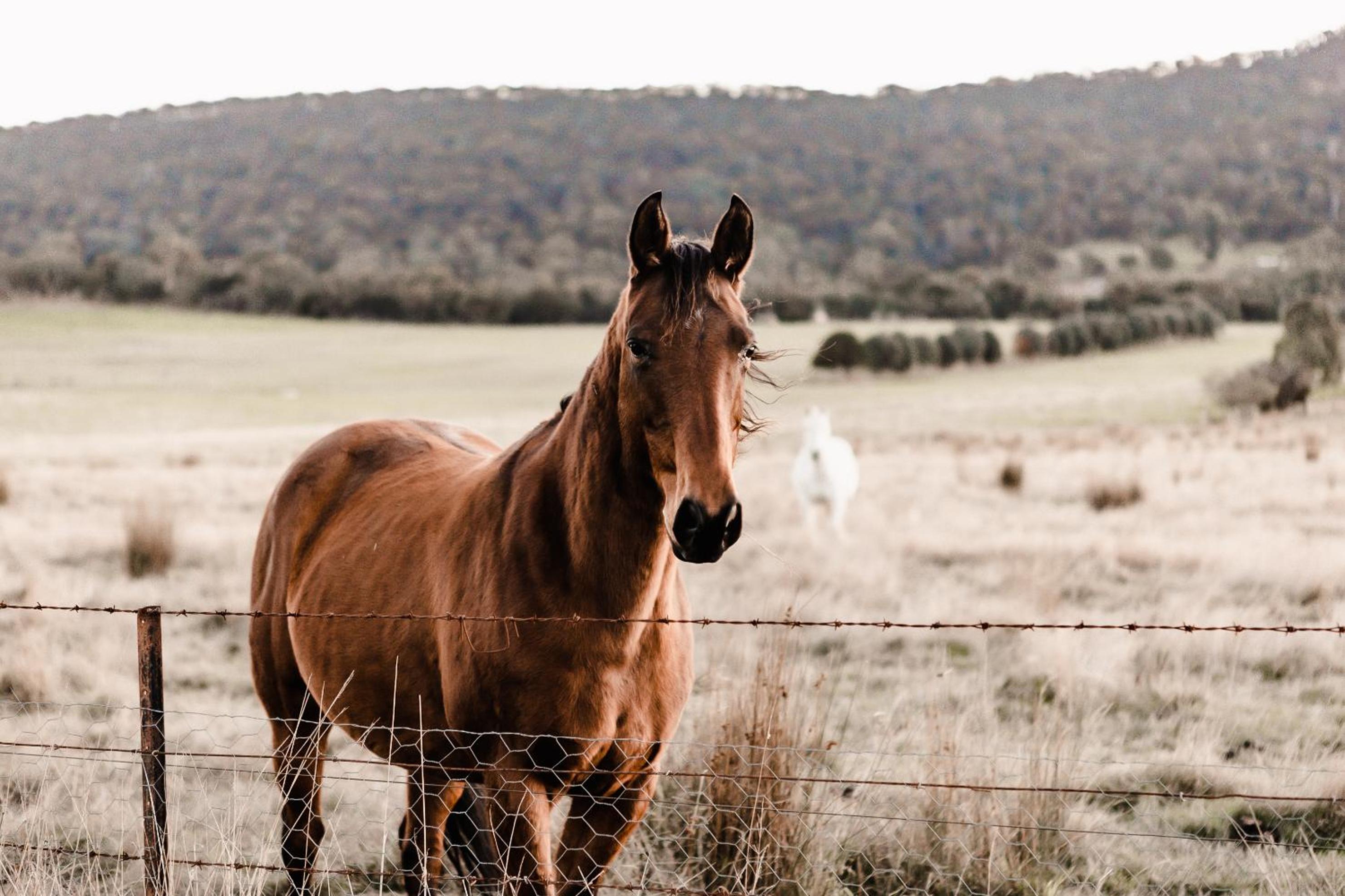 Stirling Homestead Farmstay Cottages Mansfield
