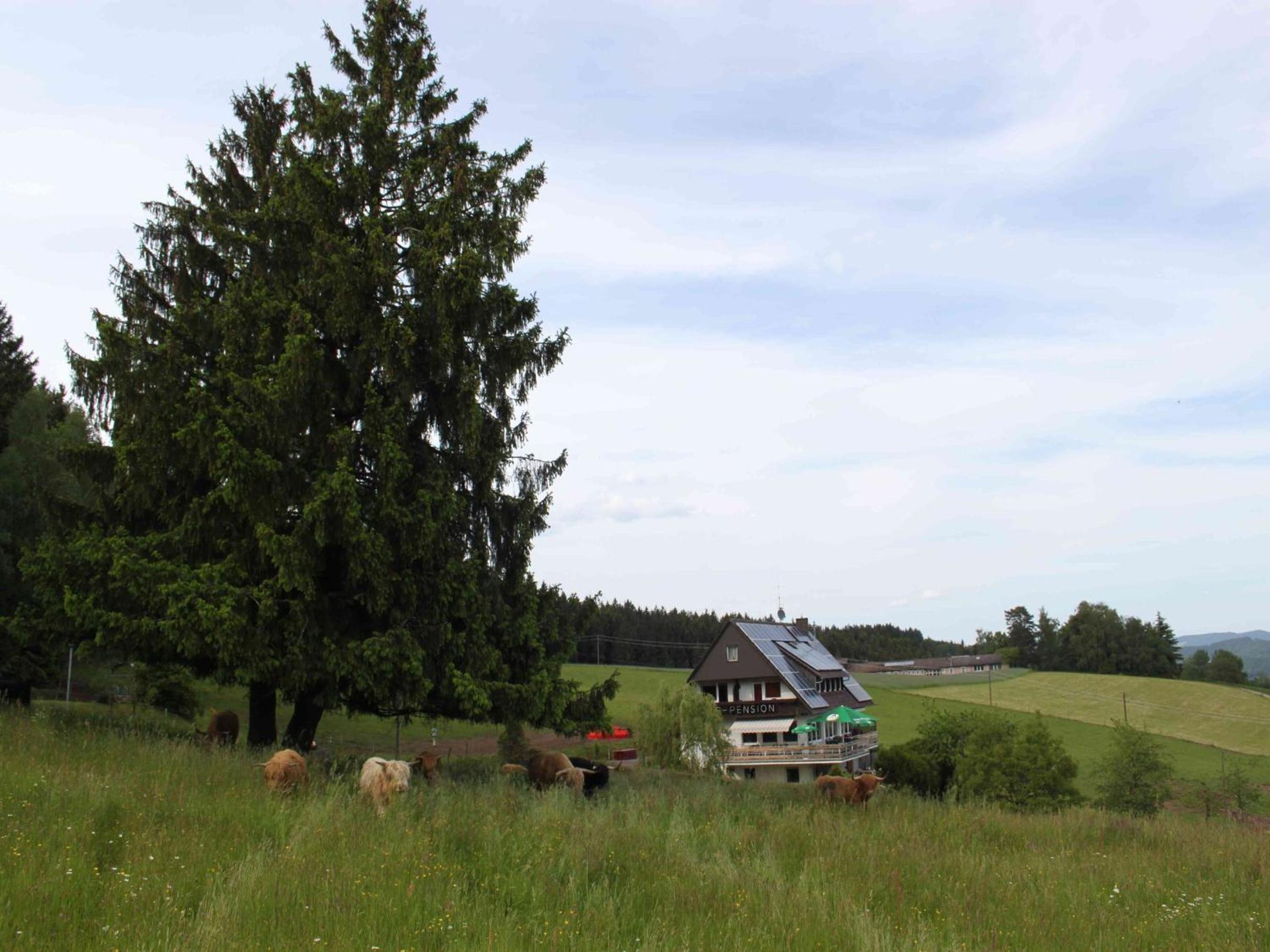 Café Pension Pfaus Heidburg