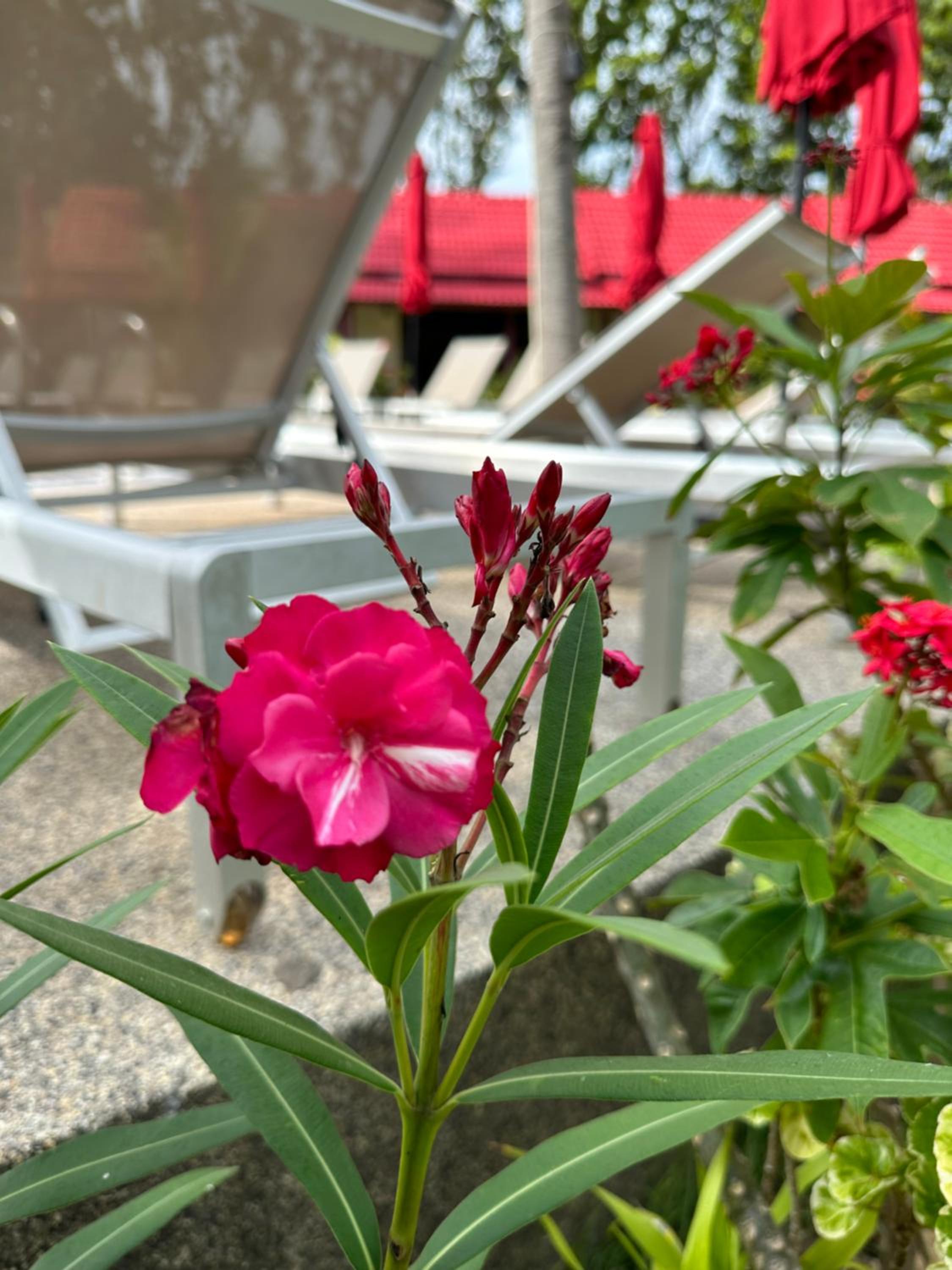 Noble House Beach Resort