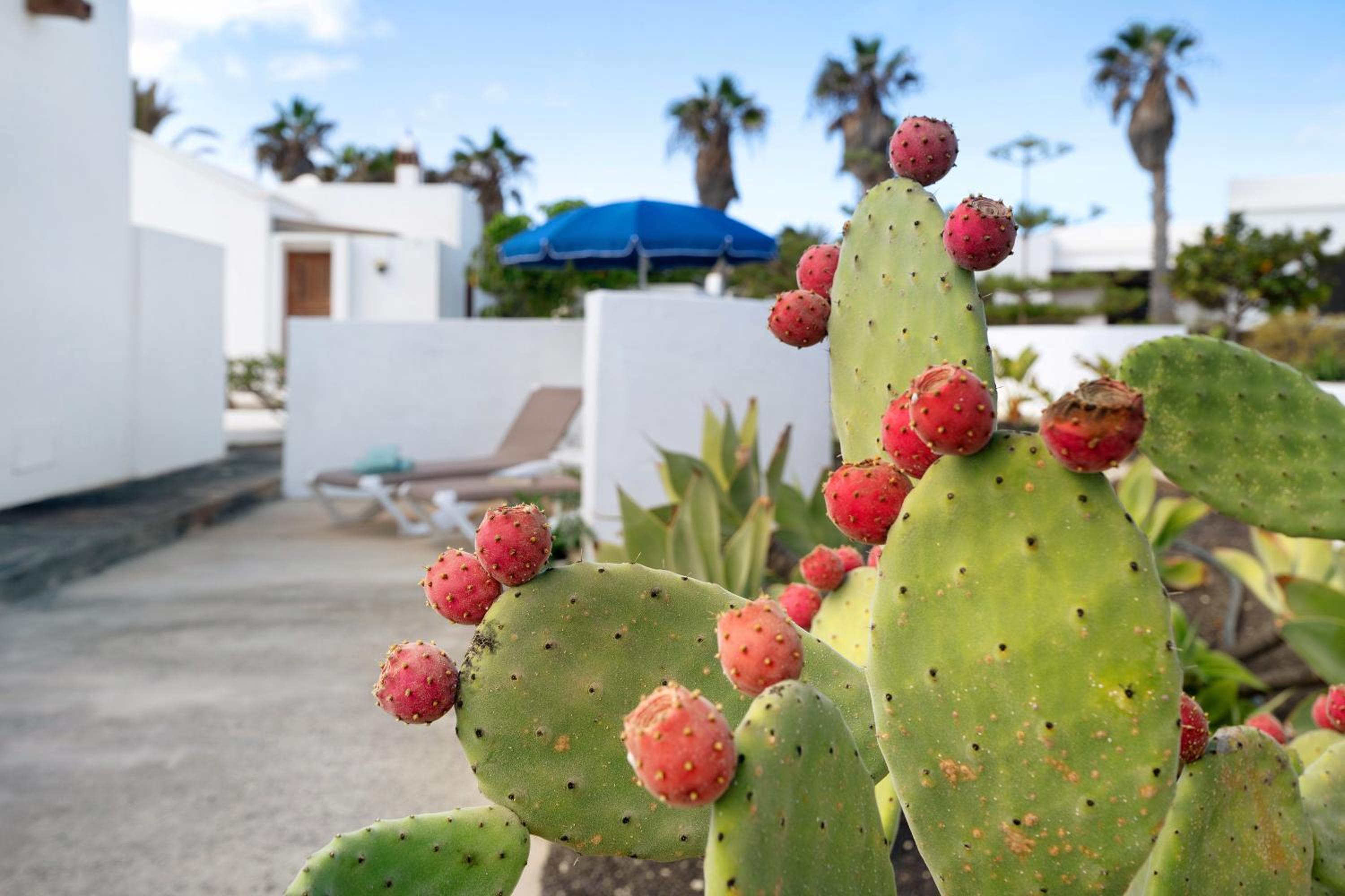 Casa Aloe
