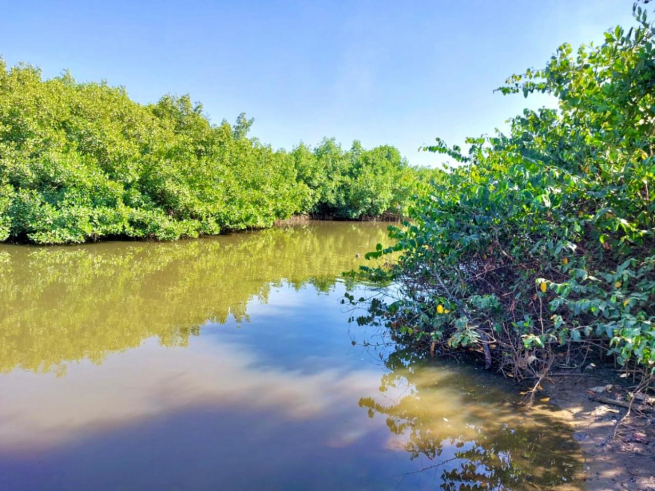 MANGROVE BEACH