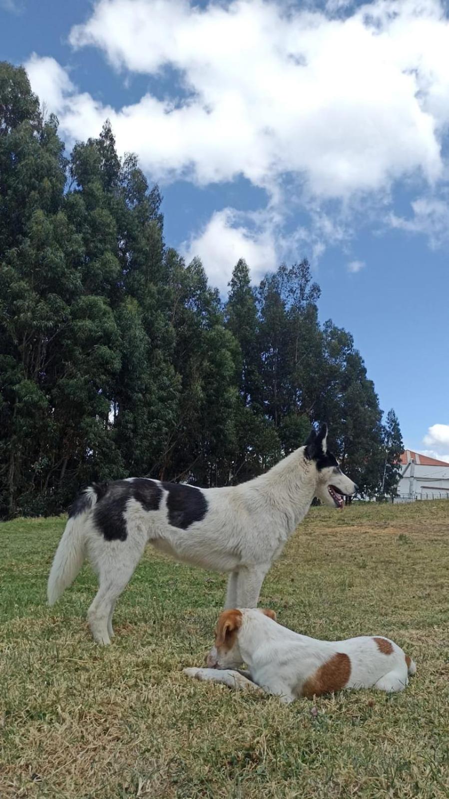 Hospedaje Guatavita cabaña tippie
