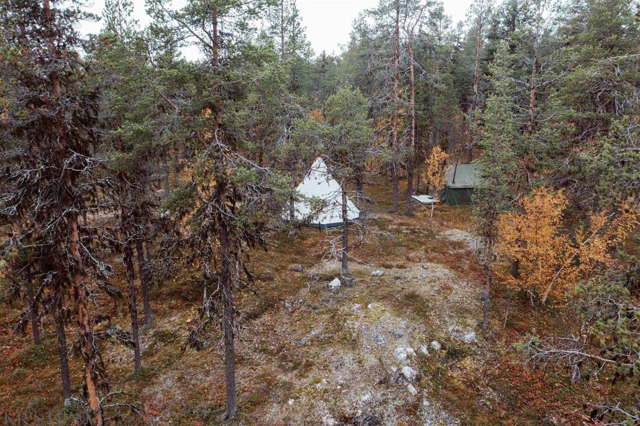 Ainutlaatuinen metsämajoitus