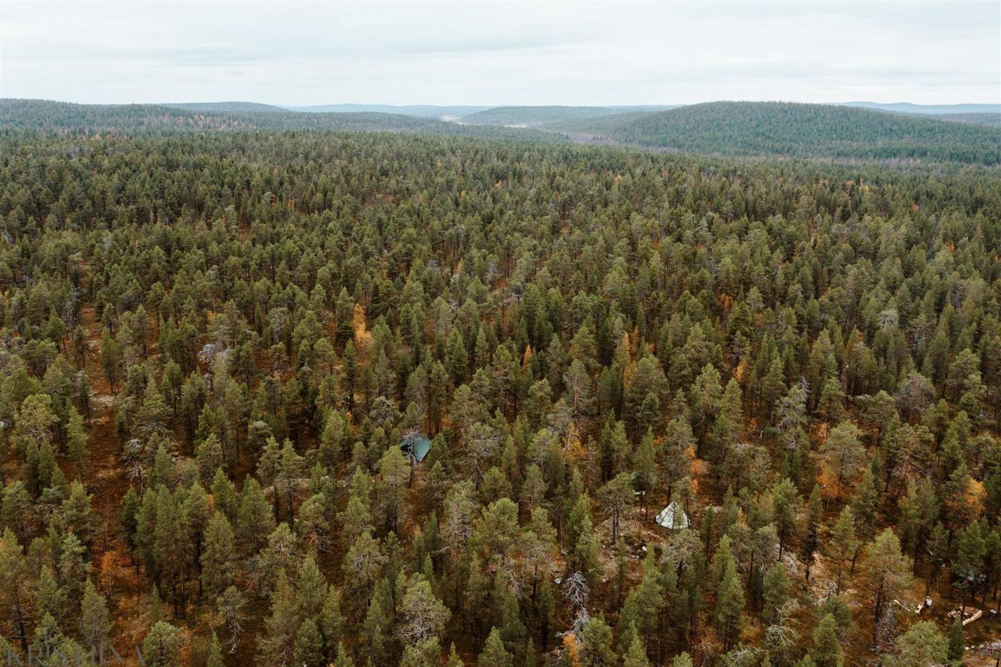 Ainutlaatuinen metsämajoitus