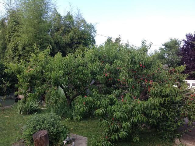 Photo 45