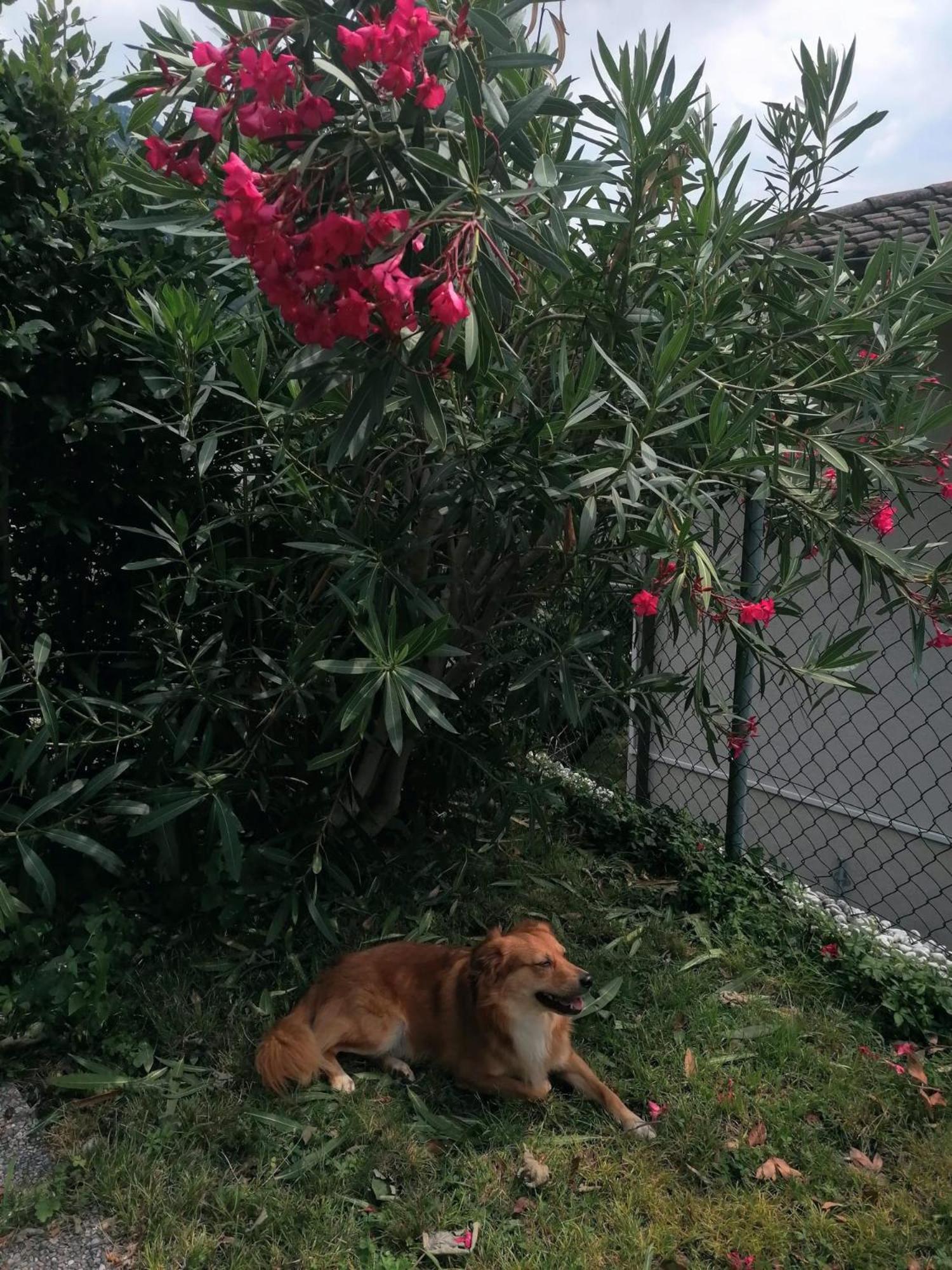 Le palme