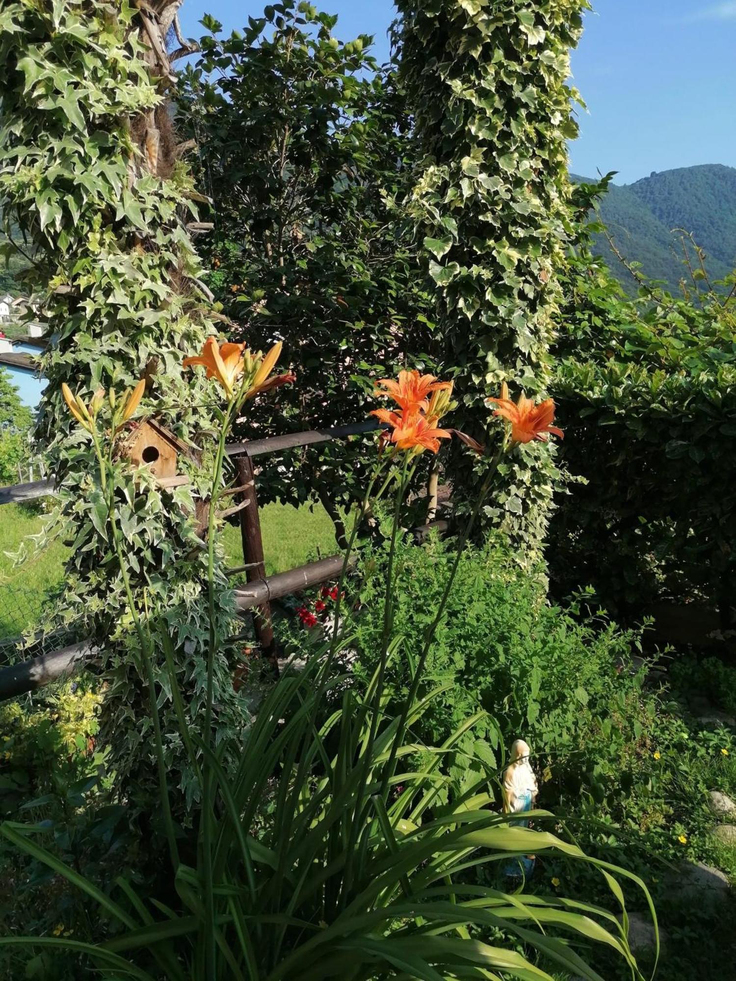 Le palme