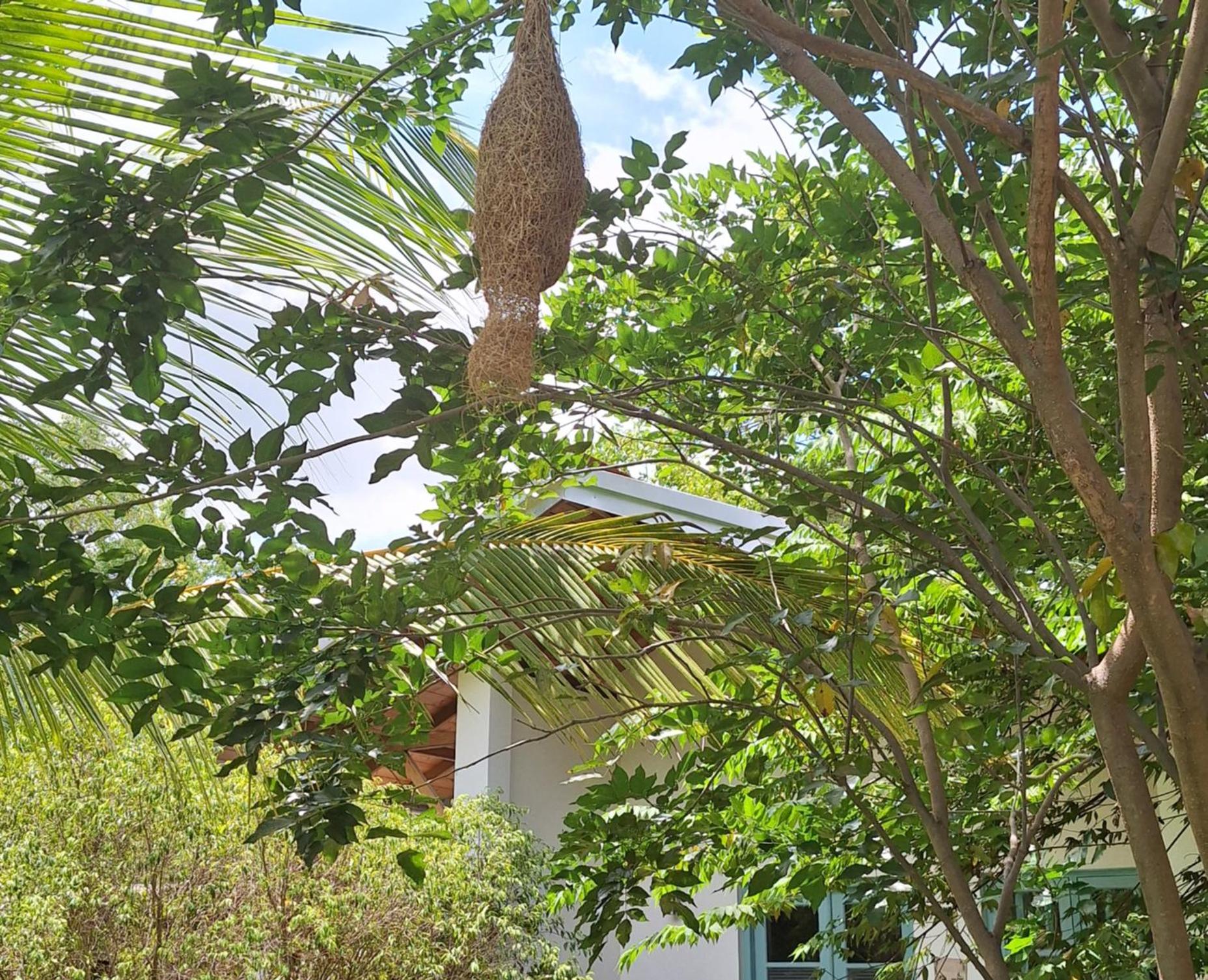 Kandalama Lodge