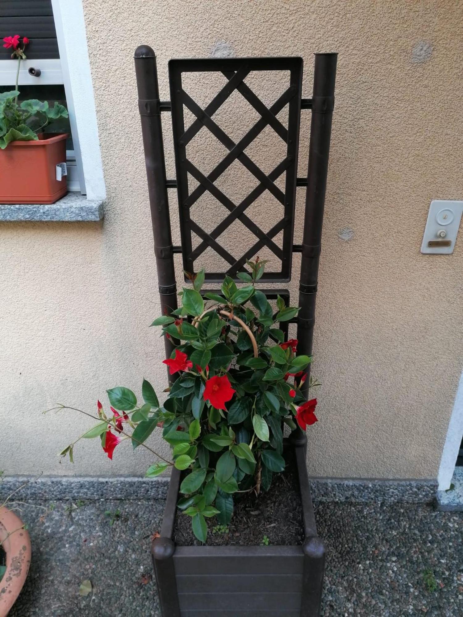 Le palme