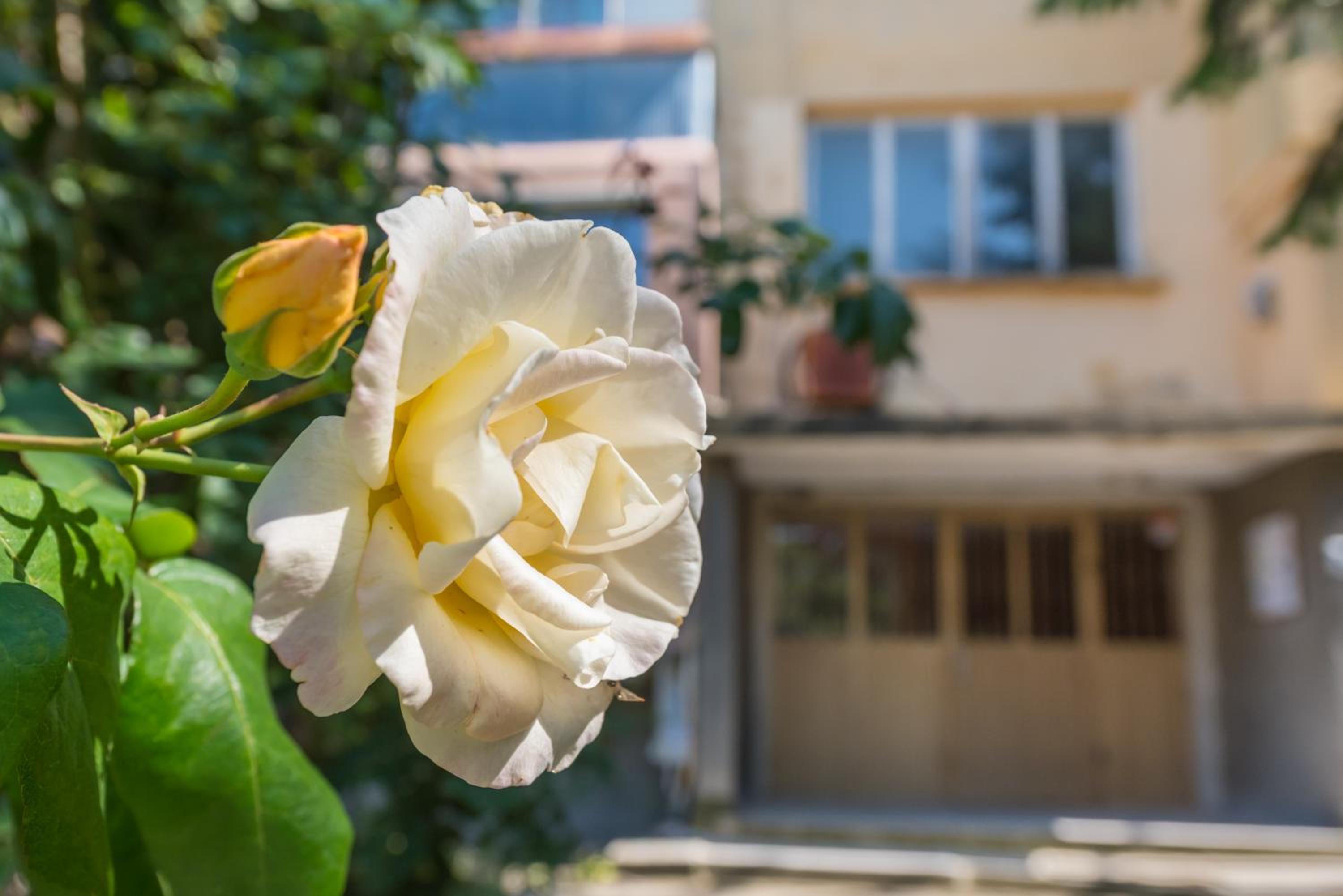 Private Apartment in Chayka near the Sea Garden