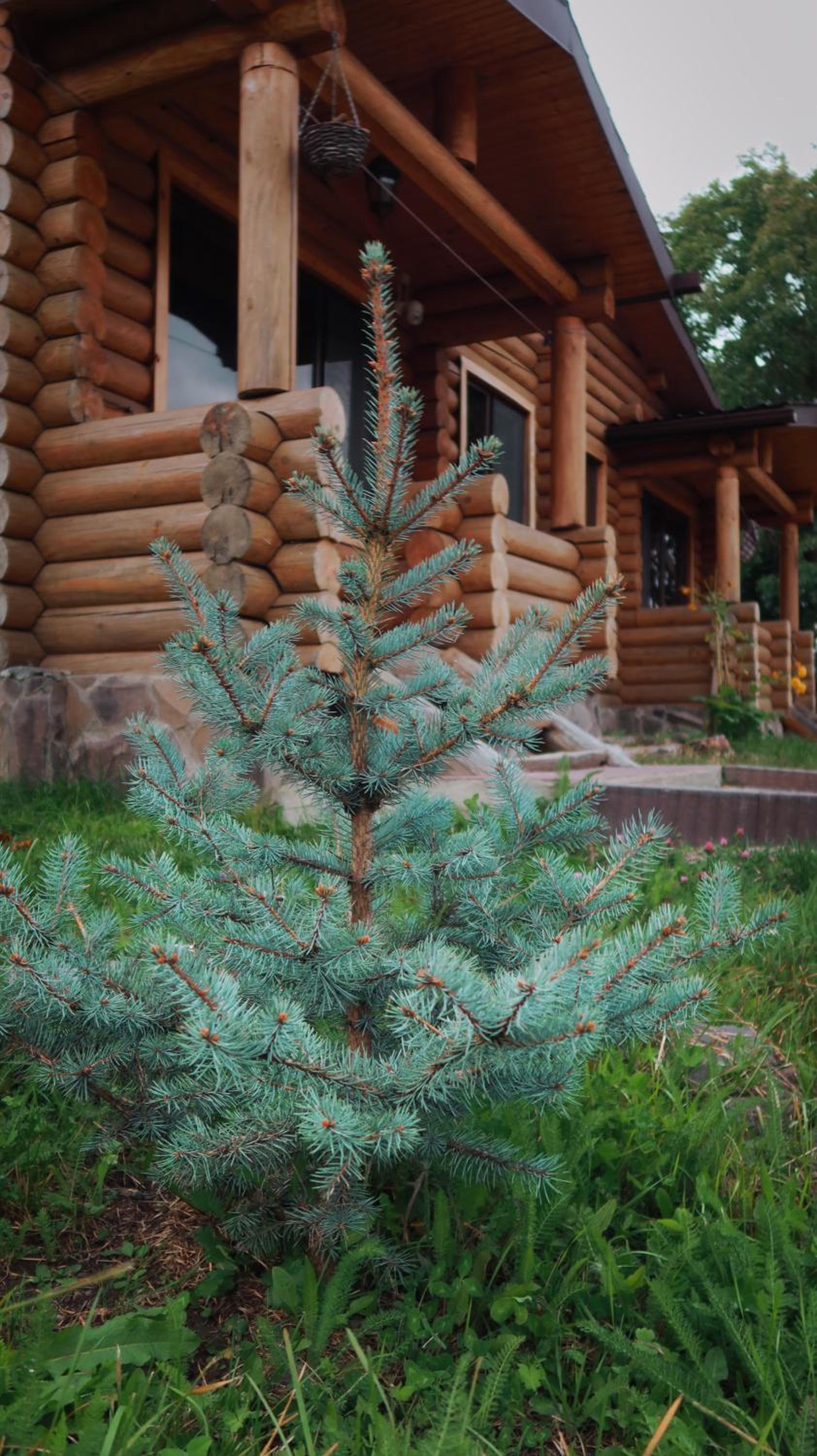 Kingswood Cabins Borjomi
