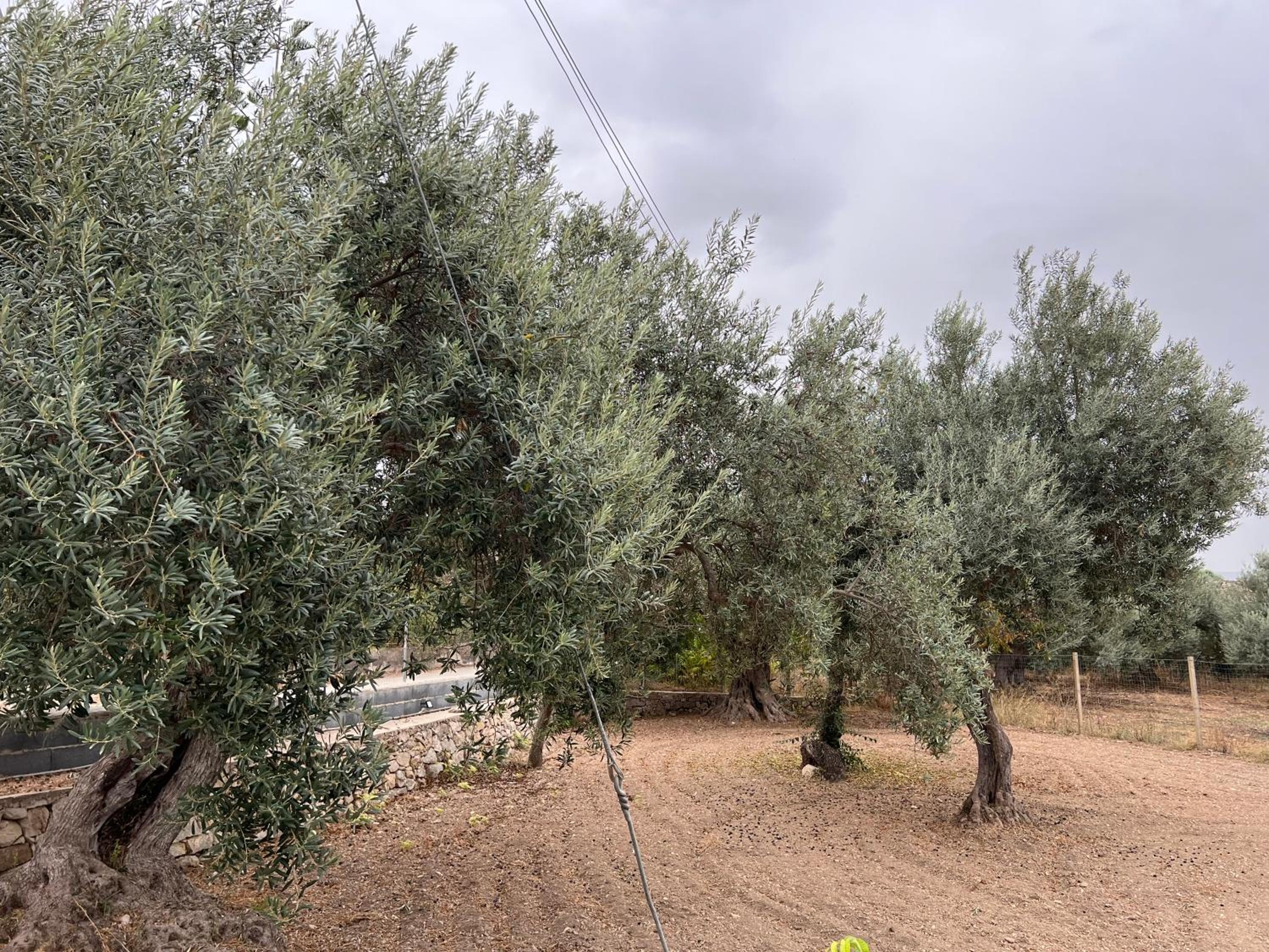 Casa di Mirto photo 4