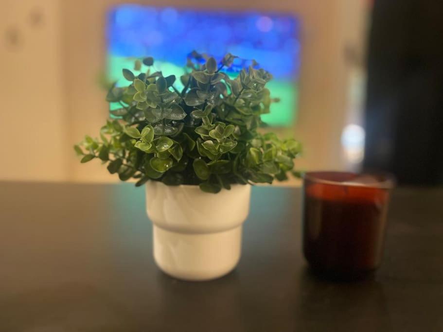 Cozy studio in madinaty