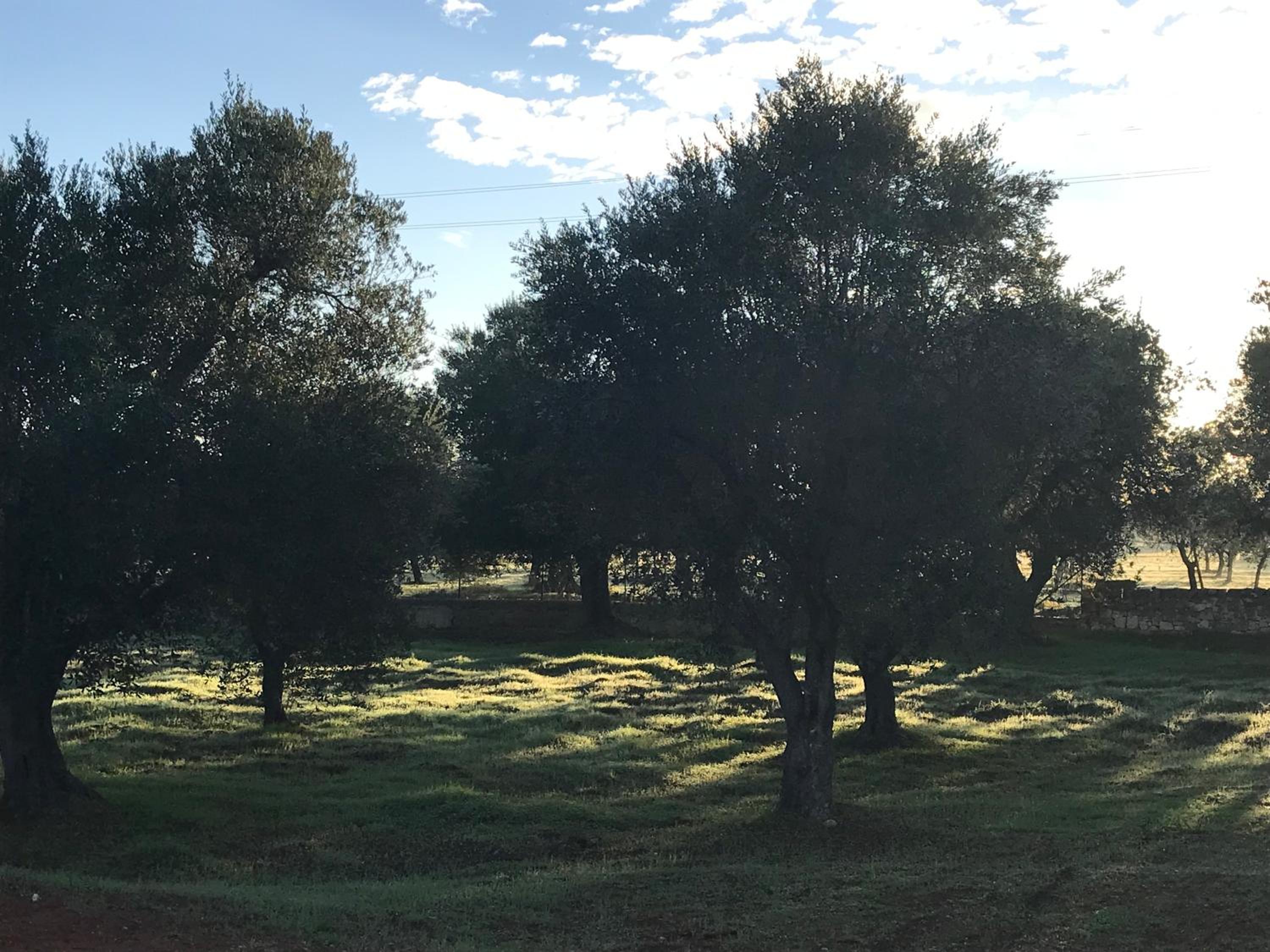 Traditional trullo with private pool near Ostuni view 3