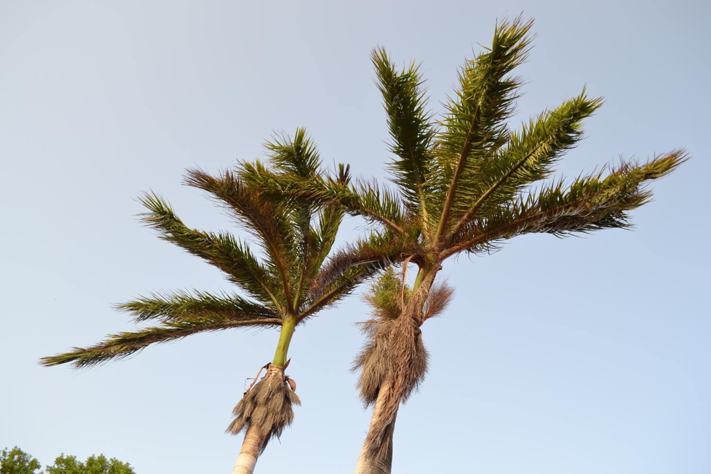 Palm Trees Apartments