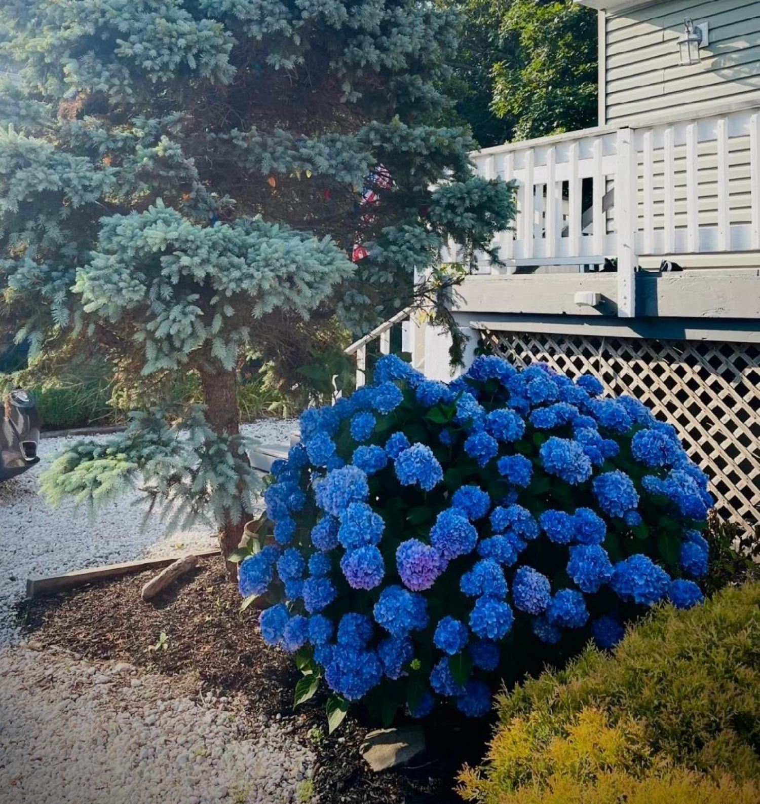 Cape May Beach - Beautiful Home w Secluded Beach view 2