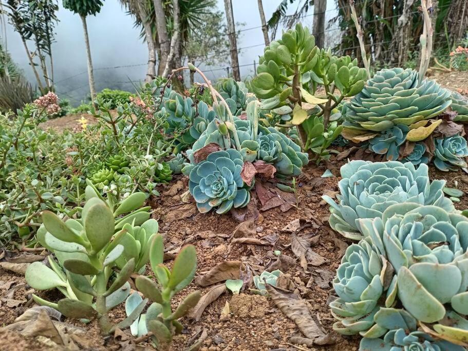 Cabaña Paraíso Verde